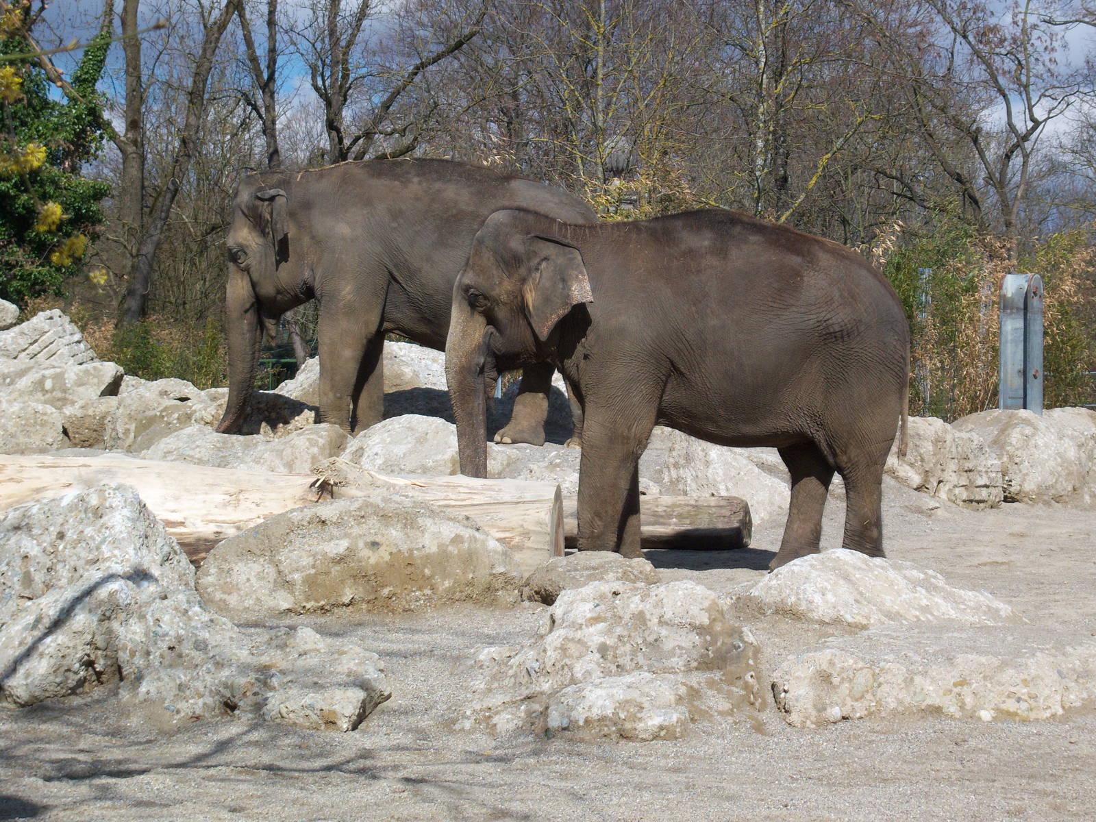 Elephants in Munich