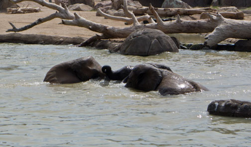 elephants in pool