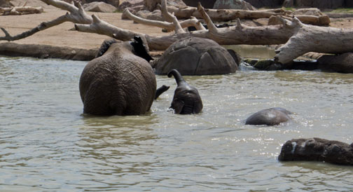 elephants in pool
