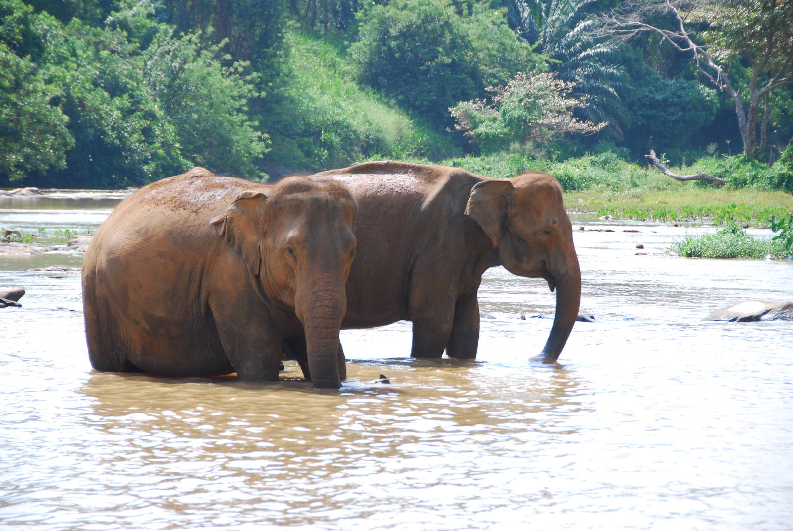 Elephants in river