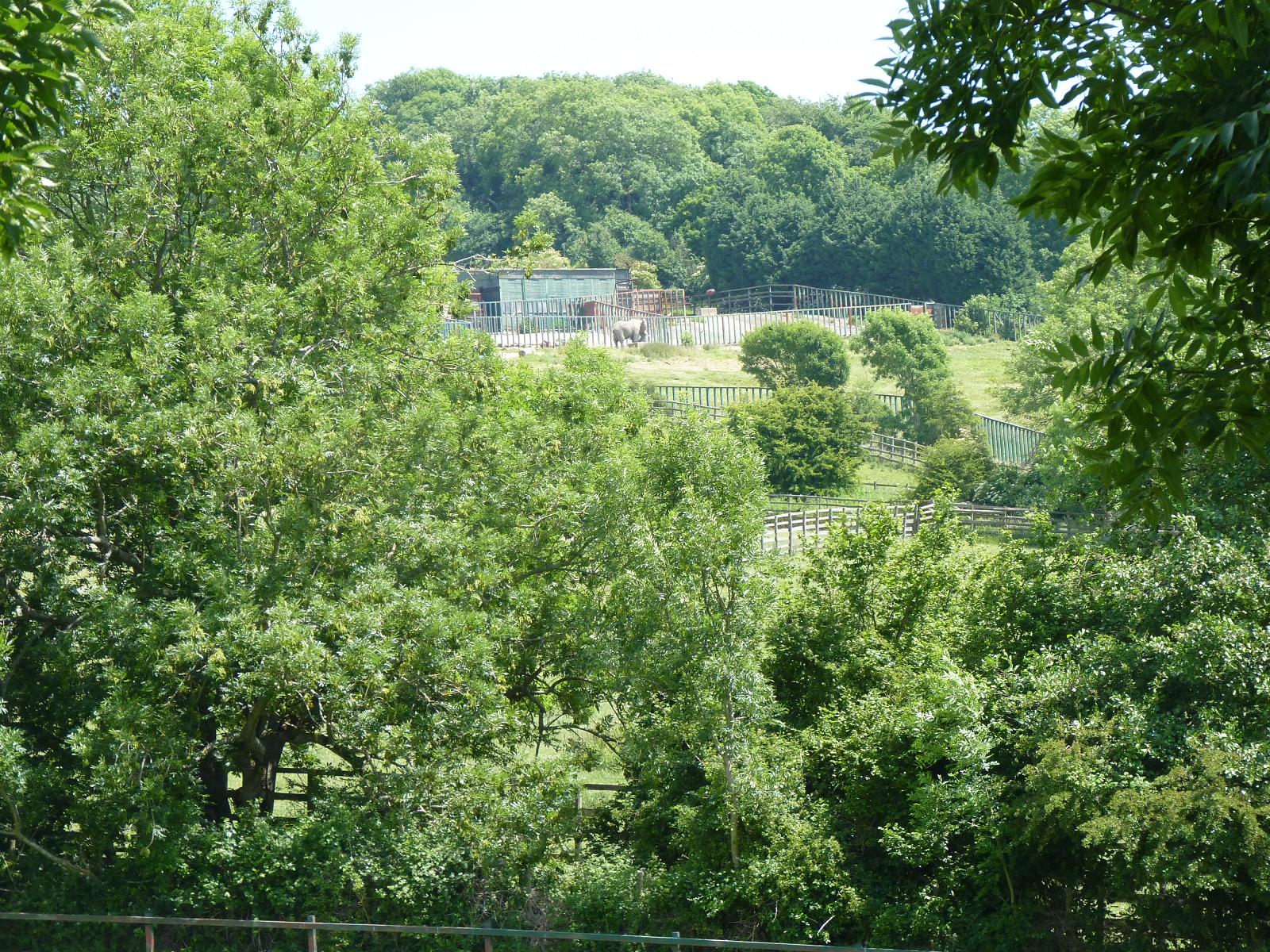 Elephants in the Distance