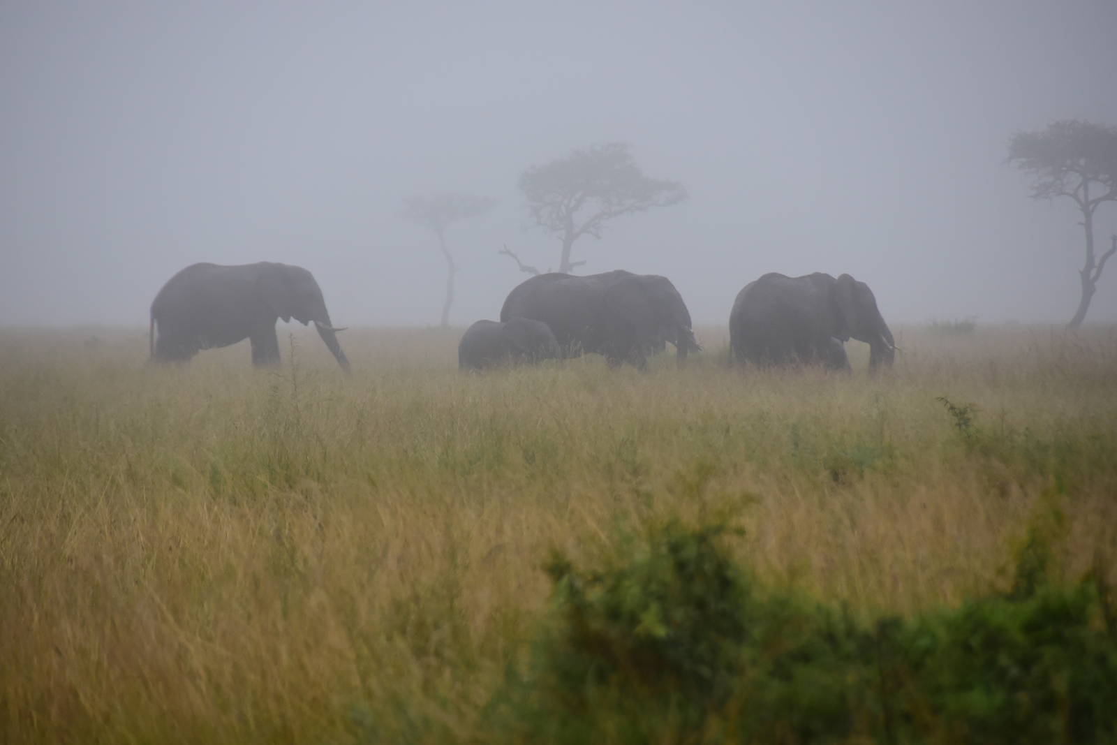 Elephants in the Mist - Masai Mara