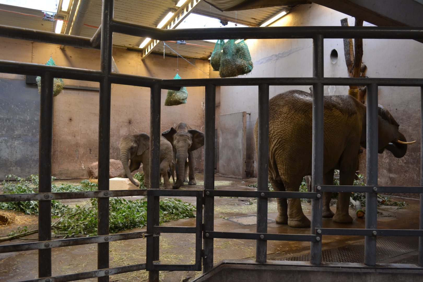 Elephants in the old part of the elephant house