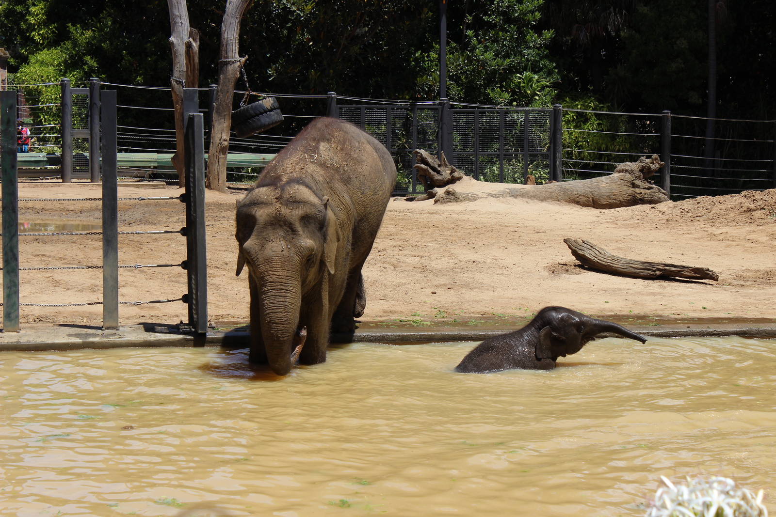 Elephants in the Pool