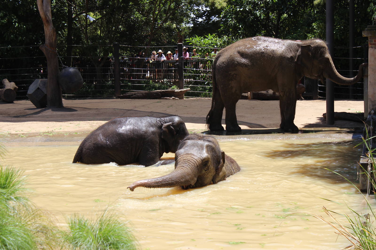 Elephants in the Pool