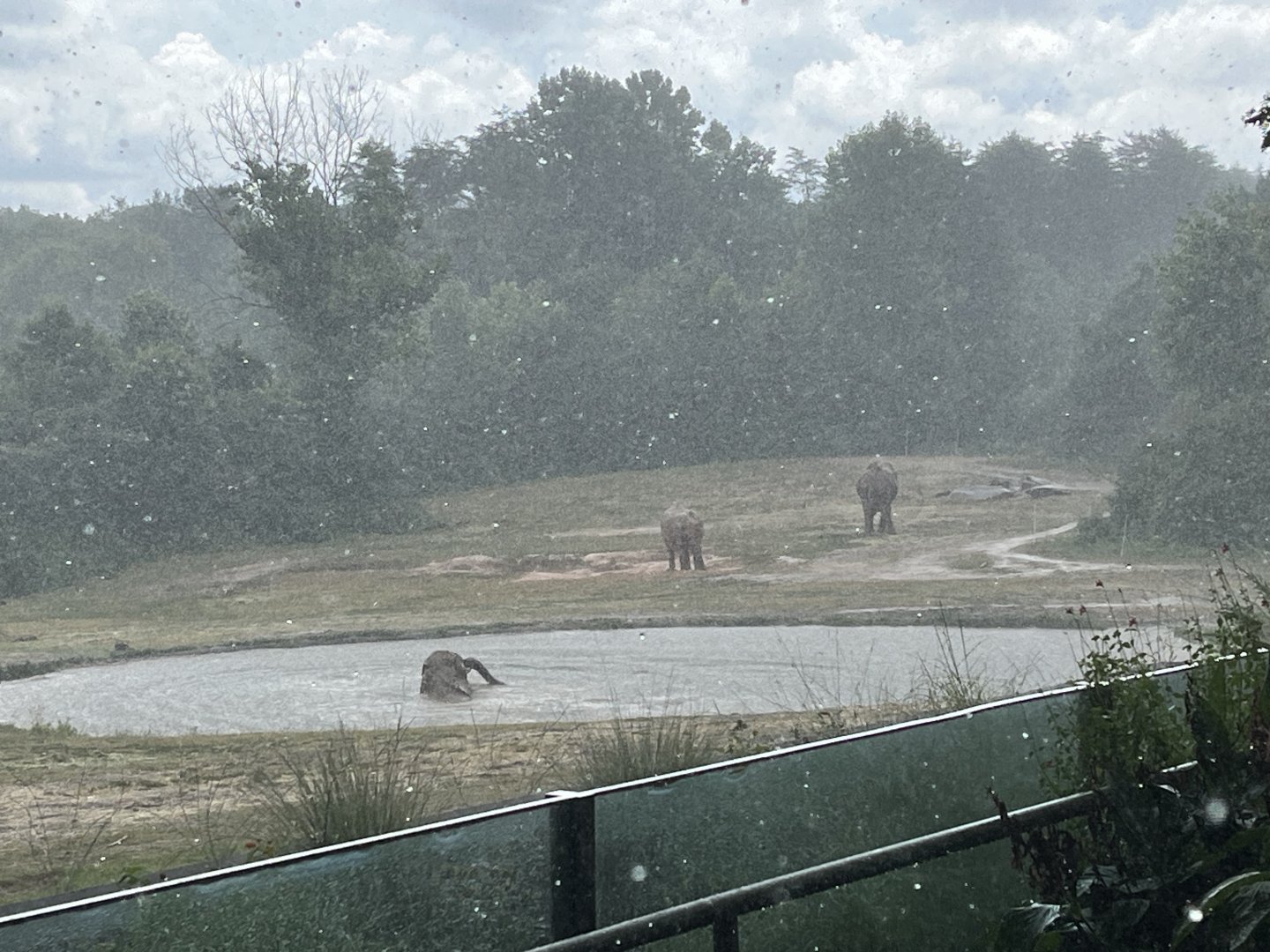 Elephants in the Rain