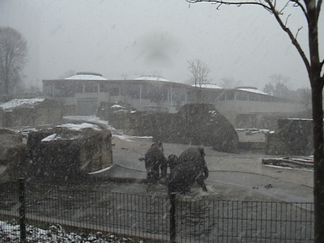 Elephants in the Snow