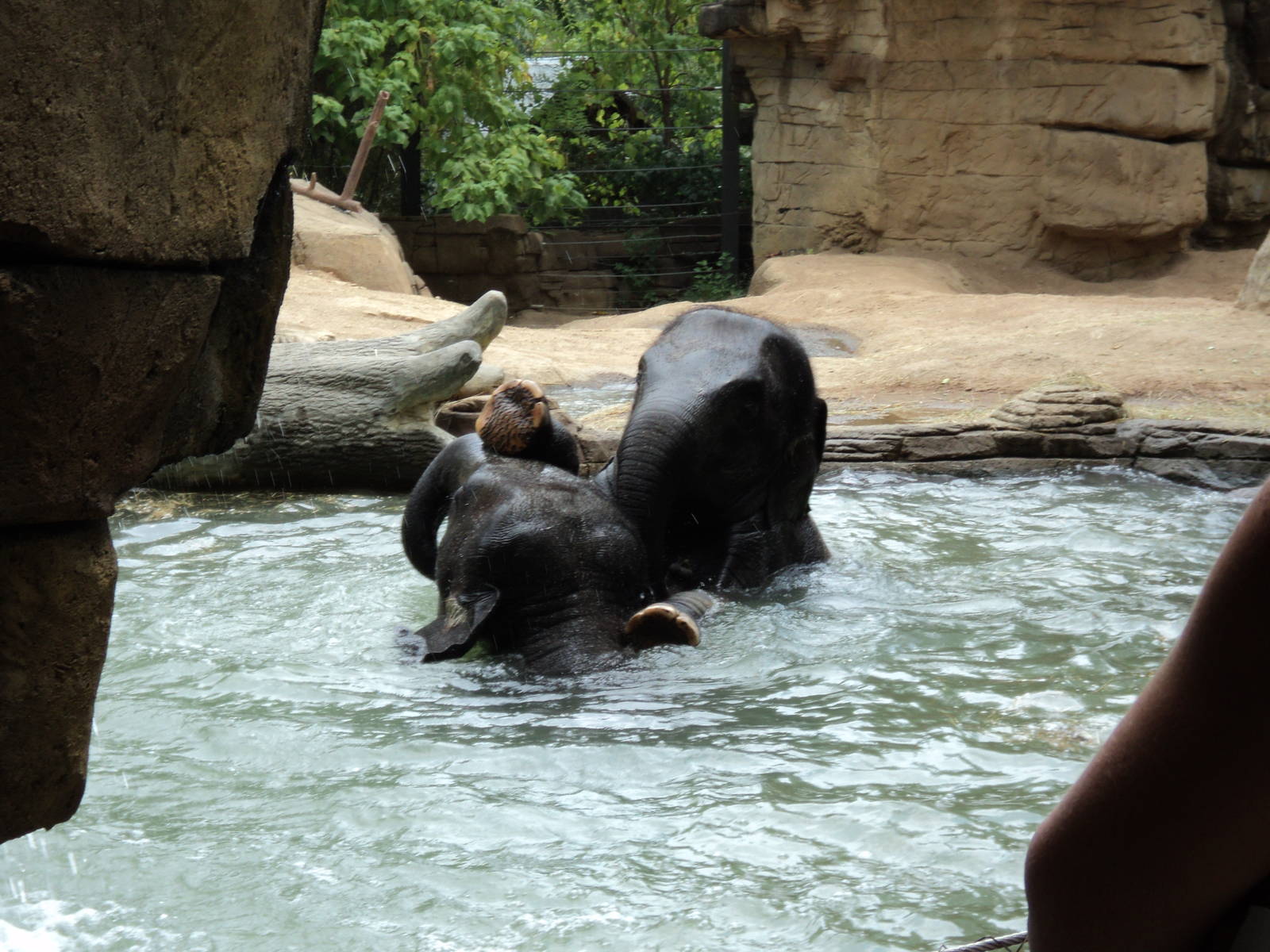 Elephants in the Water