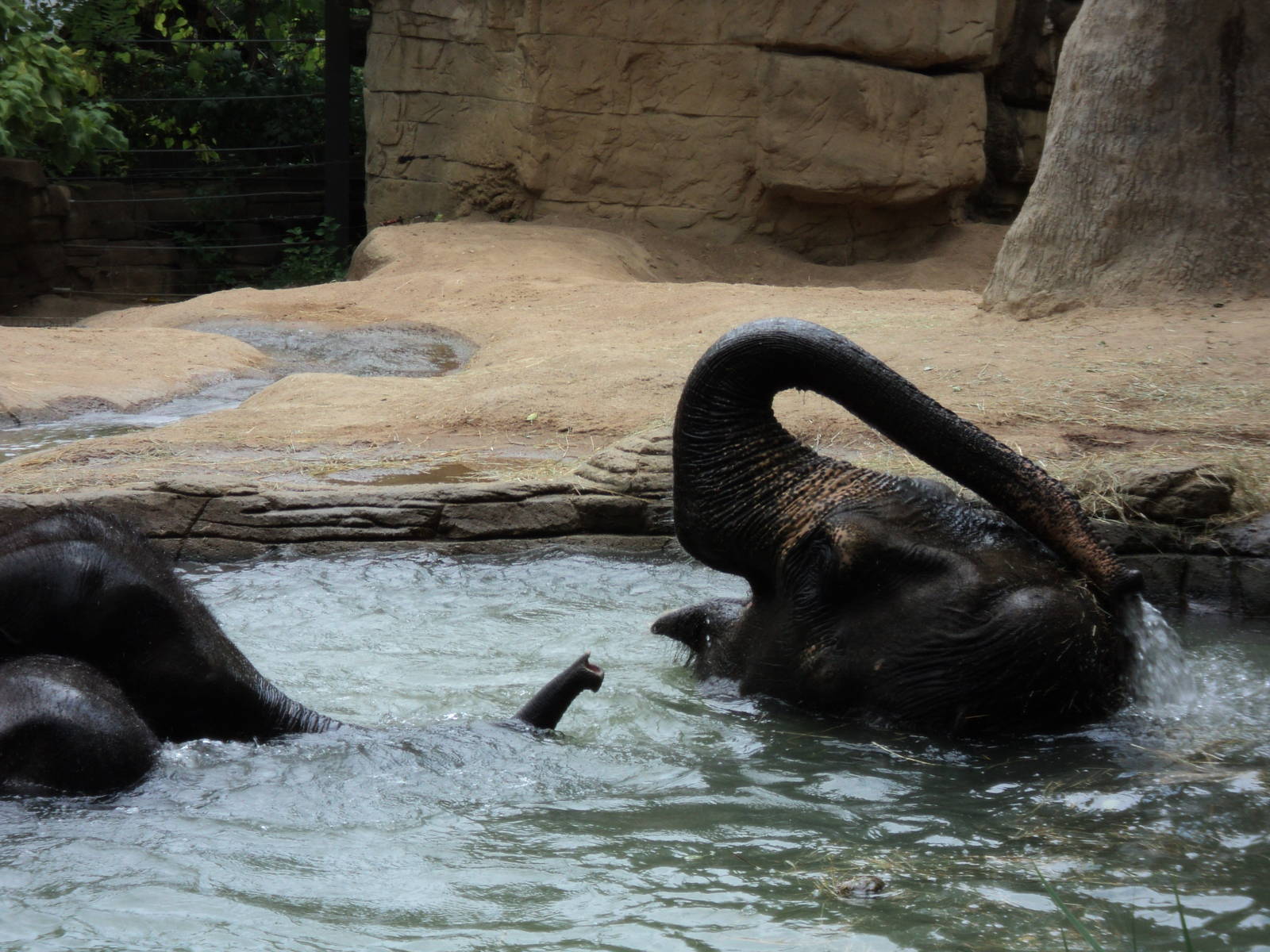 Elephants in the Water