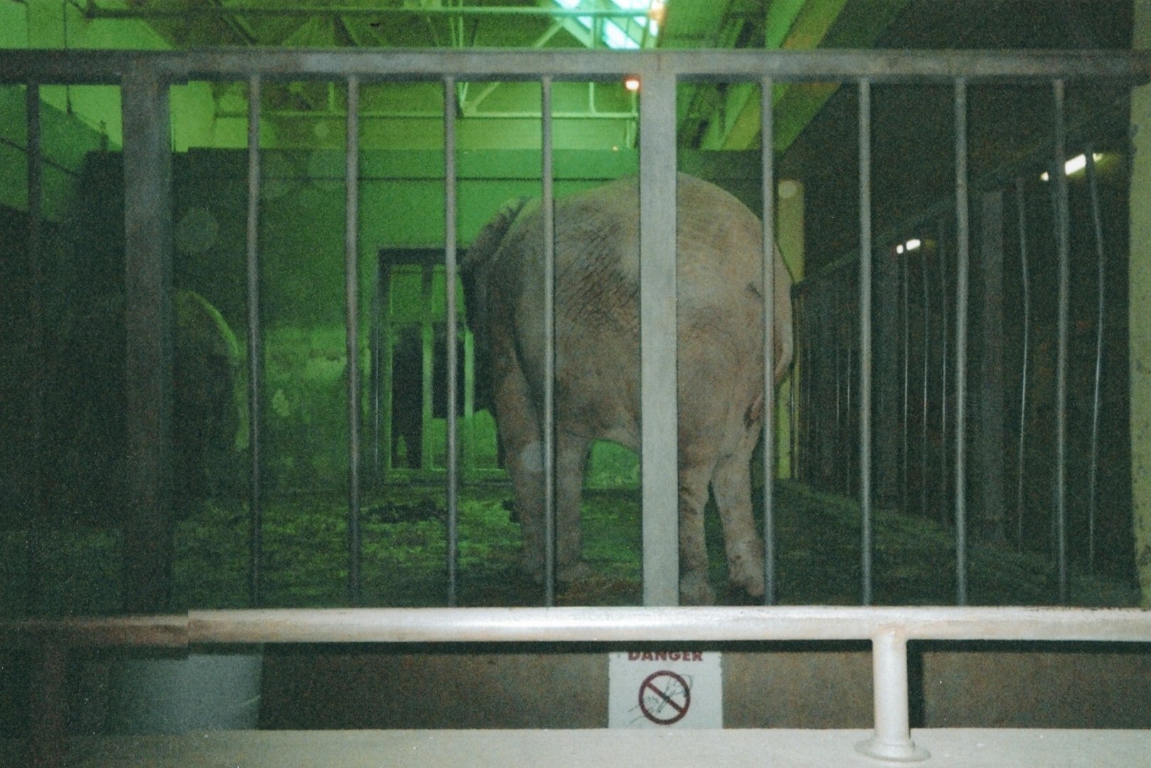 Elephants Indoors