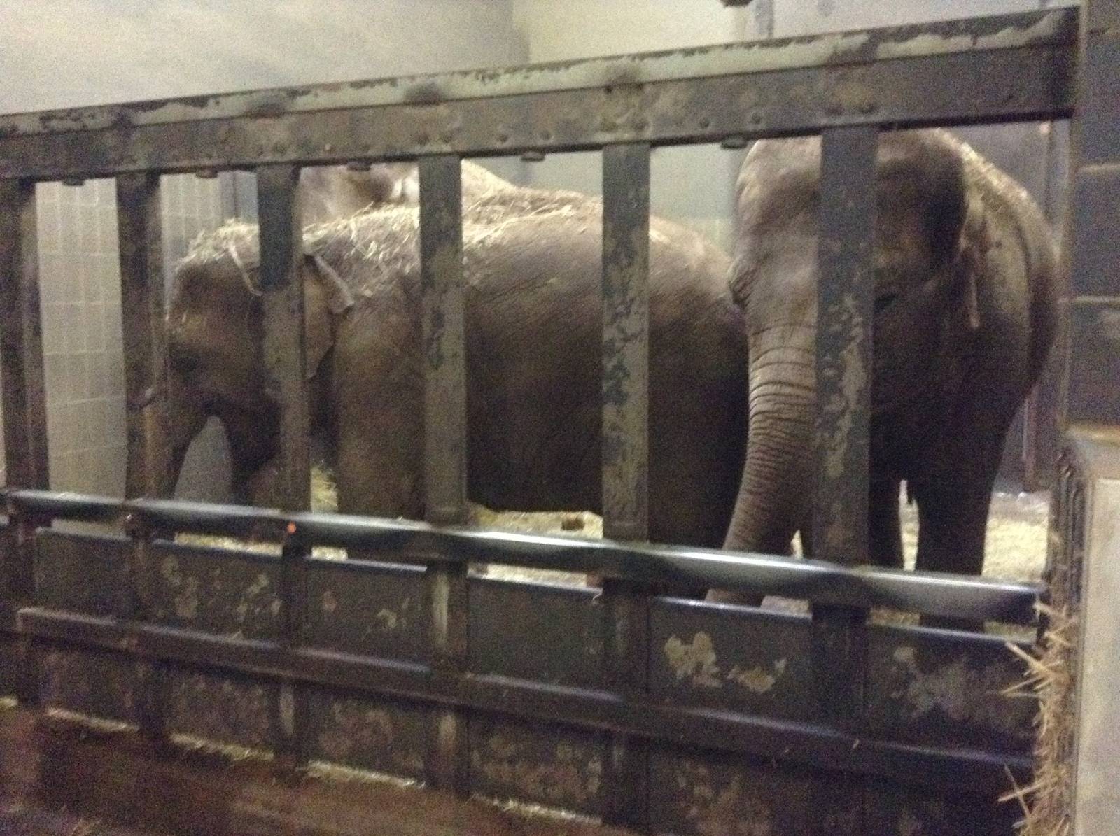 Elephants inside the Barn.