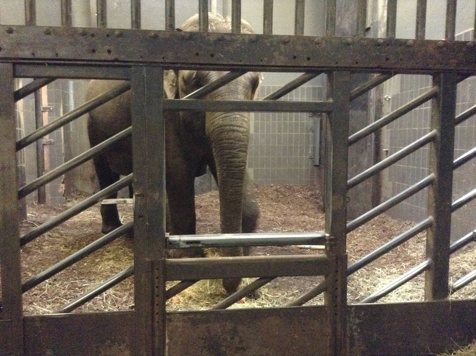 Elephants inside the Barn.