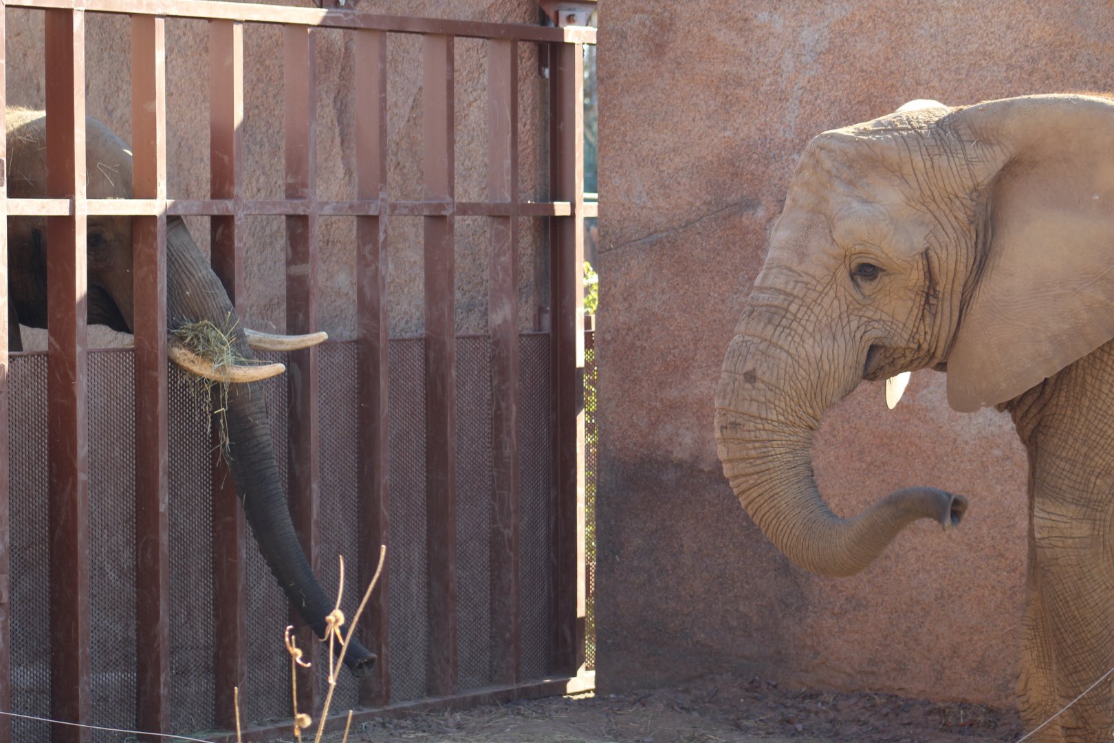 Elephants Interacting