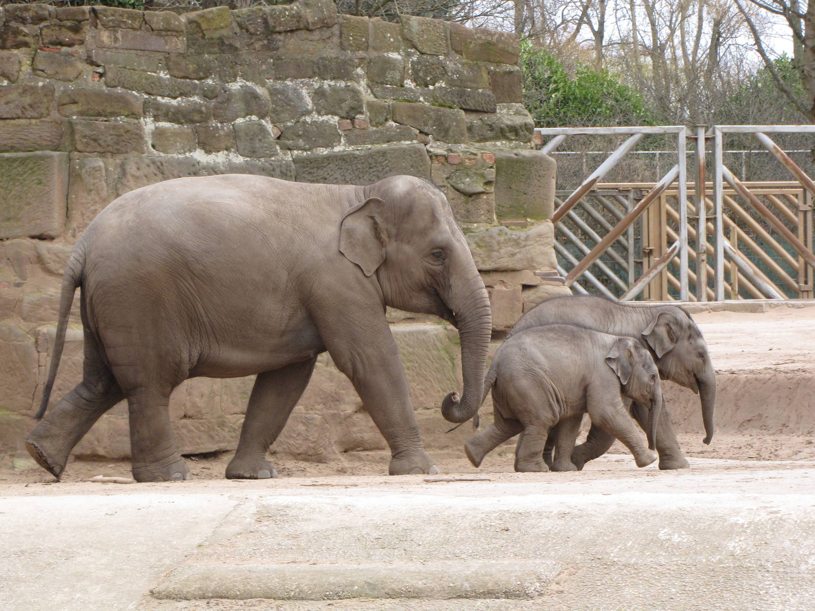 elephants - Jamilah and Nayan