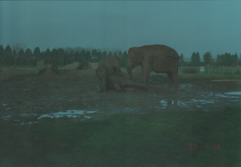 Elephants, January 2000