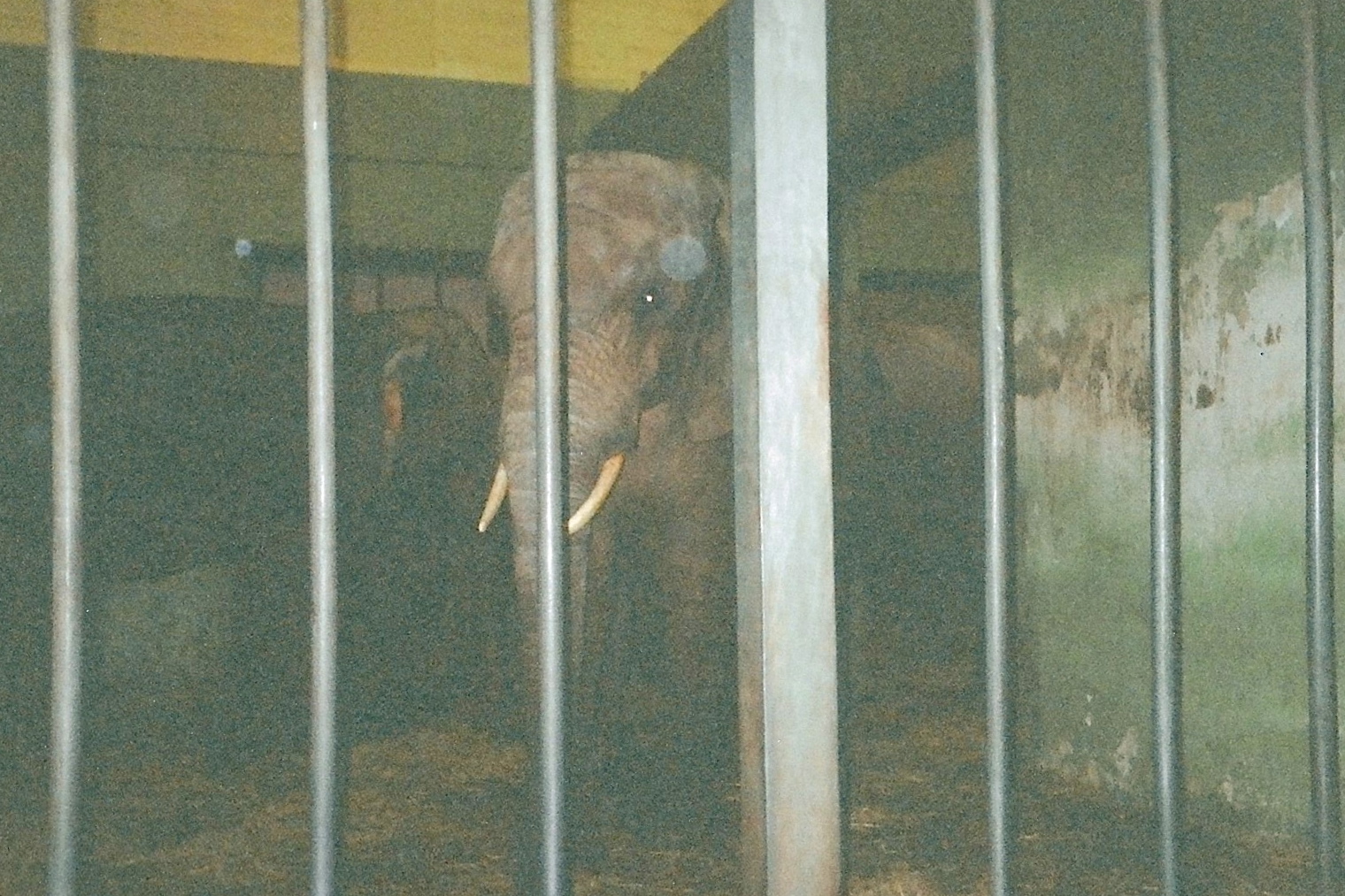 Elephants January 2005