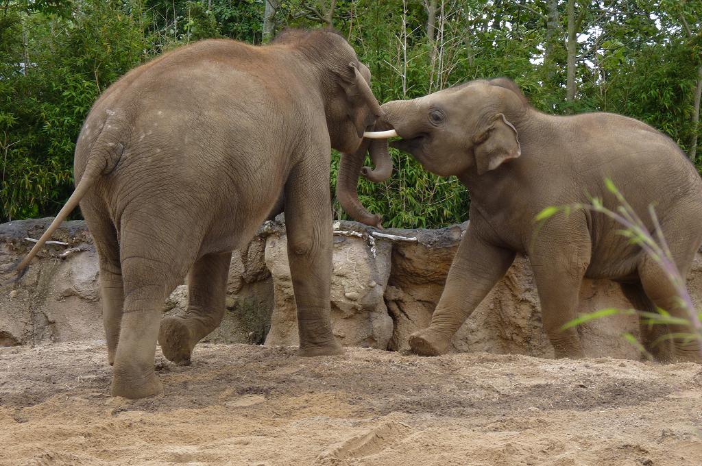 Elephants, June 2012