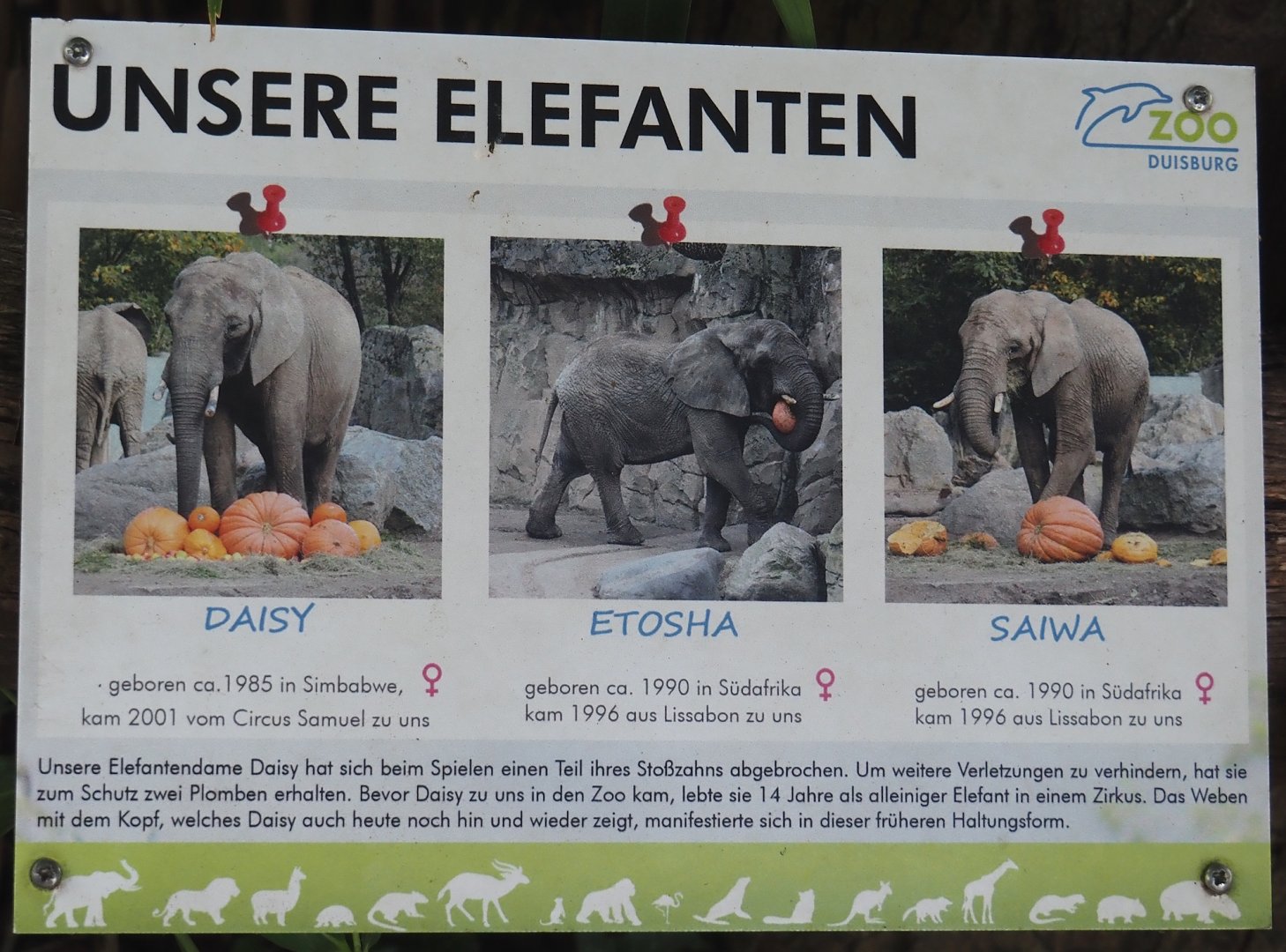 Elephants kept at Duisburg signage, 2024-06-08