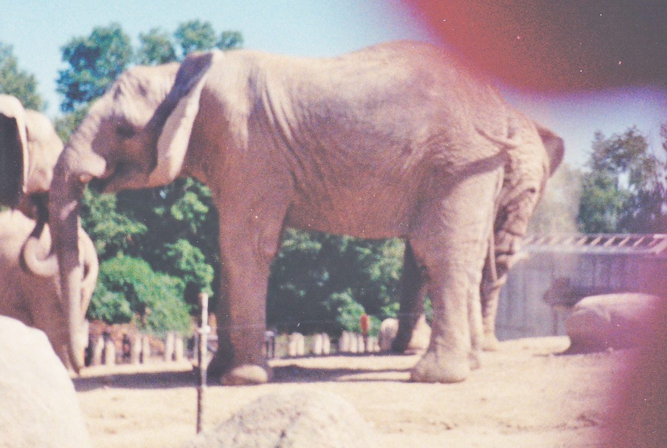 Elephants late 1990's