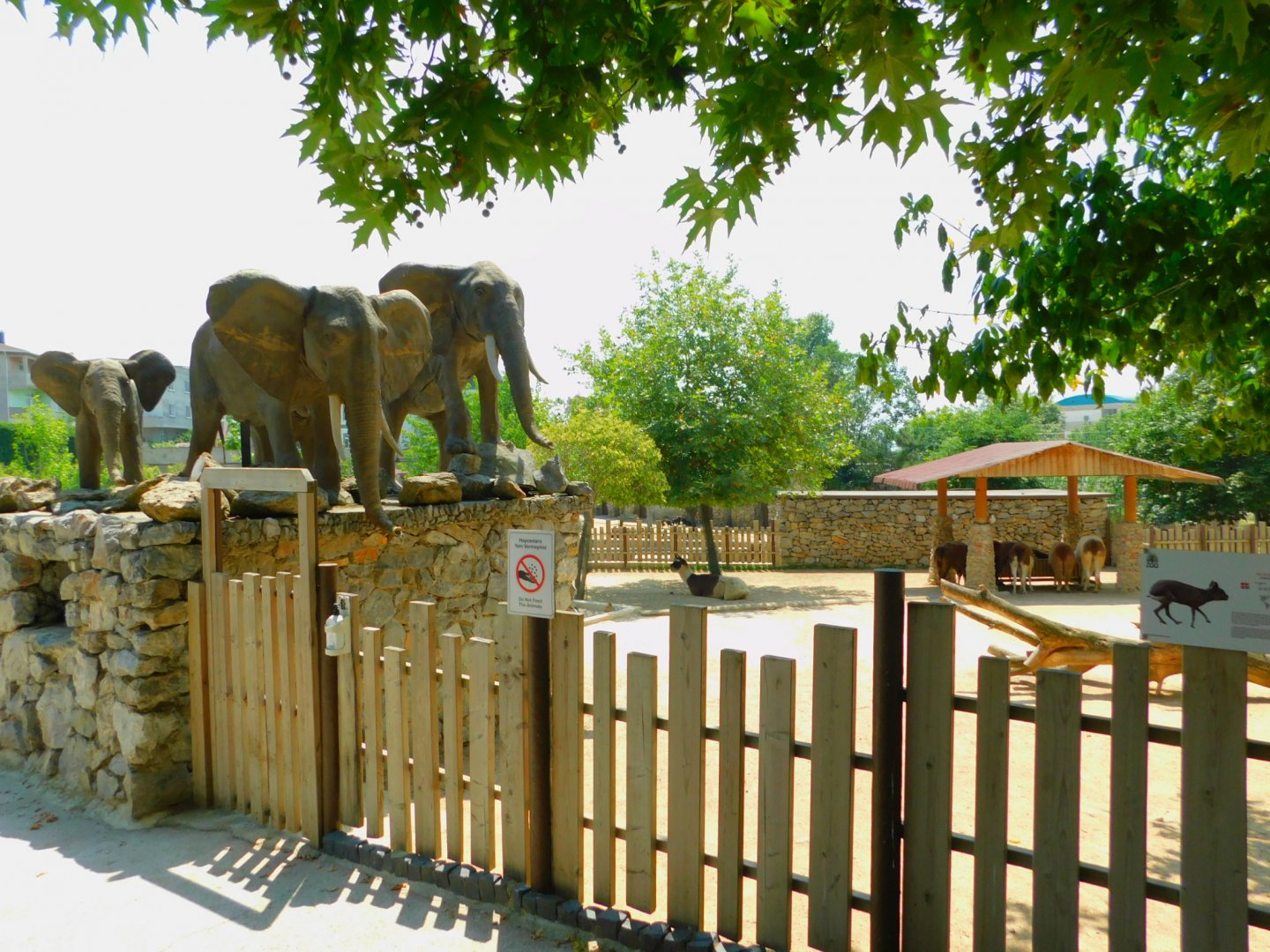 Elephants looking over the llamas
