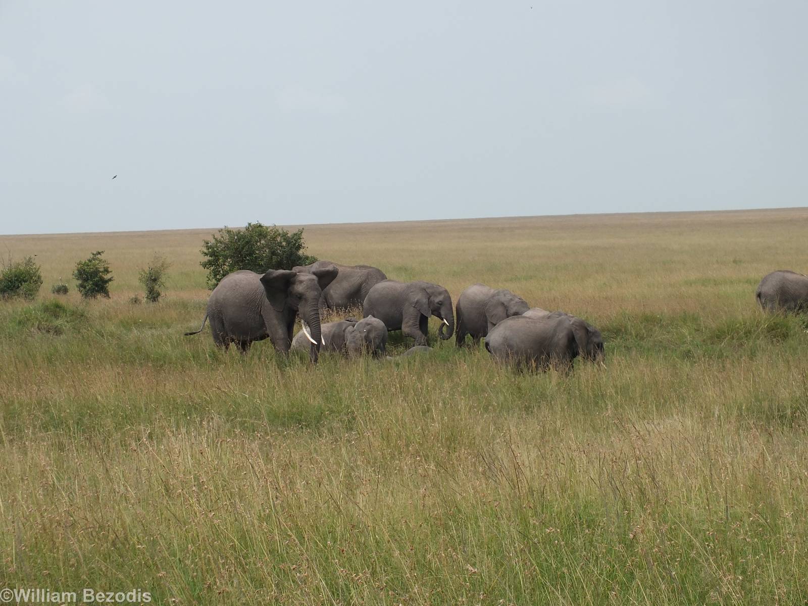 Elephants - Maasai Mara