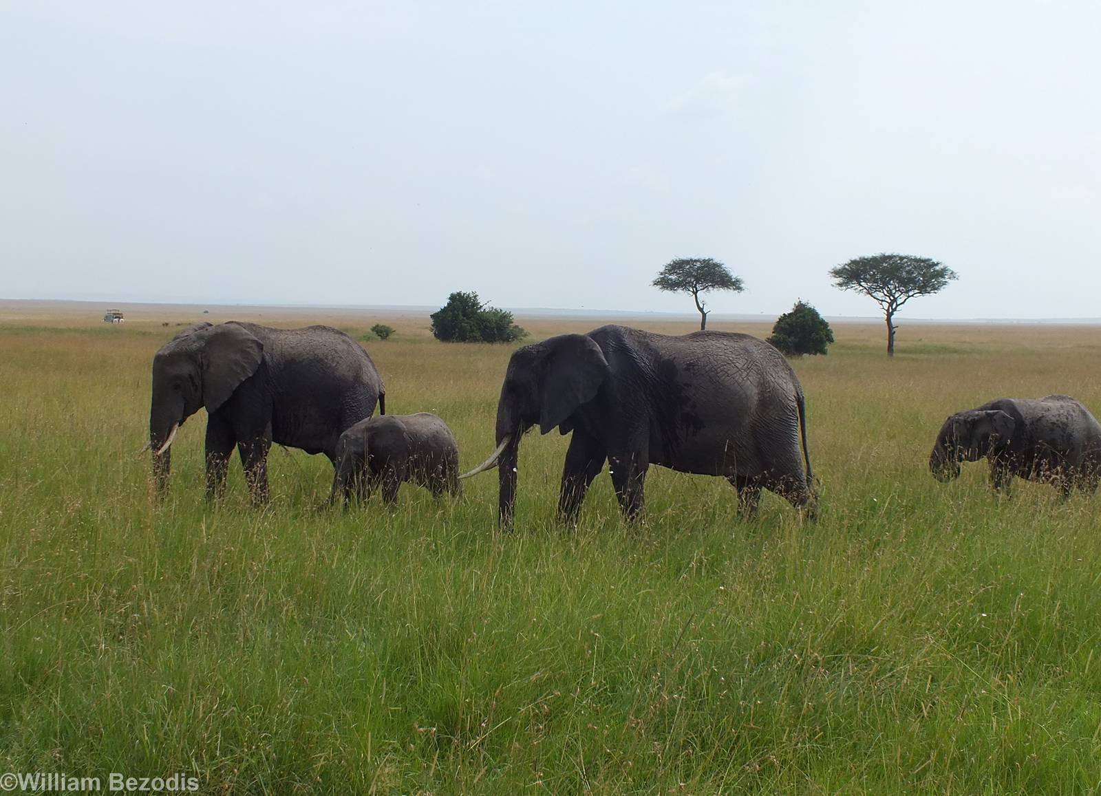 Elephants - Maasai Mara