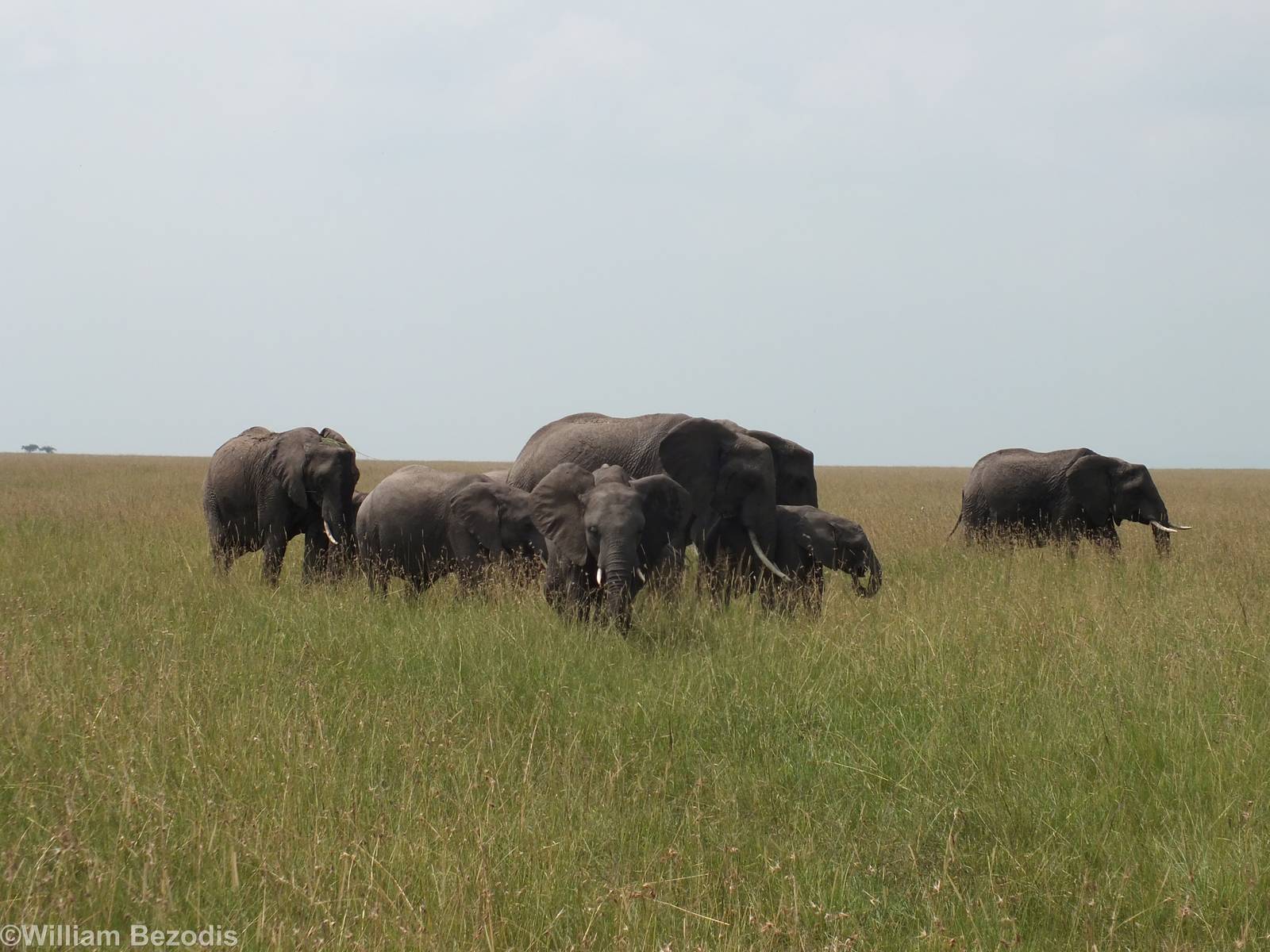 Elephants - Maasai Mara
