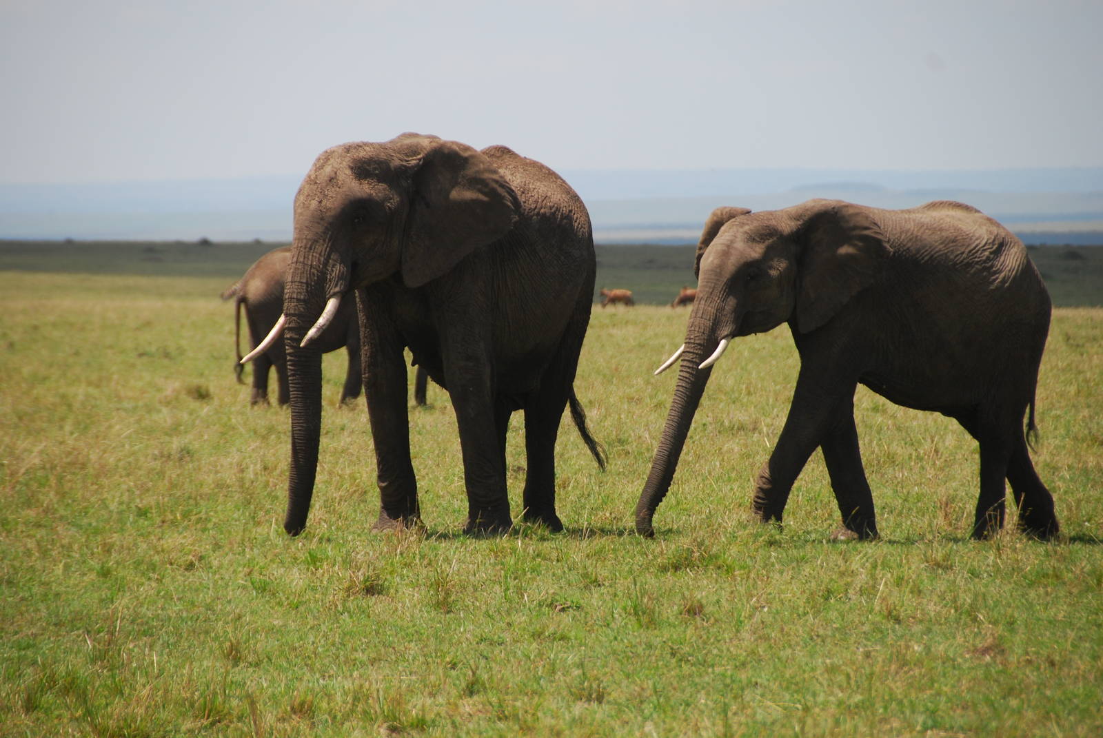 Elephants - Masai Mara NR
