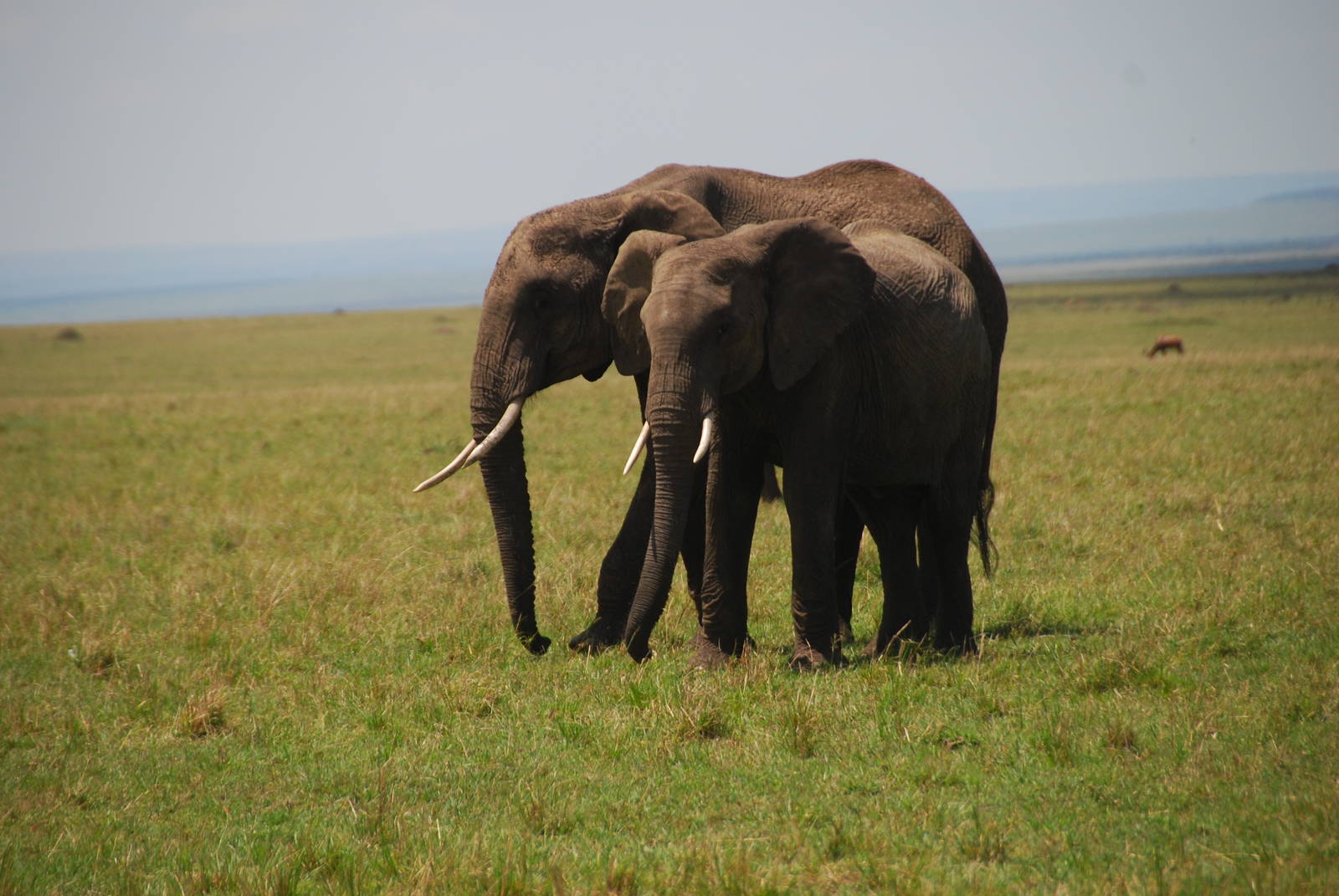 Elephants - Masai Mara NR