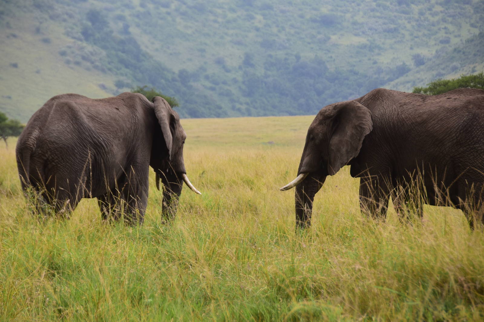 Elephants - Masai Mara