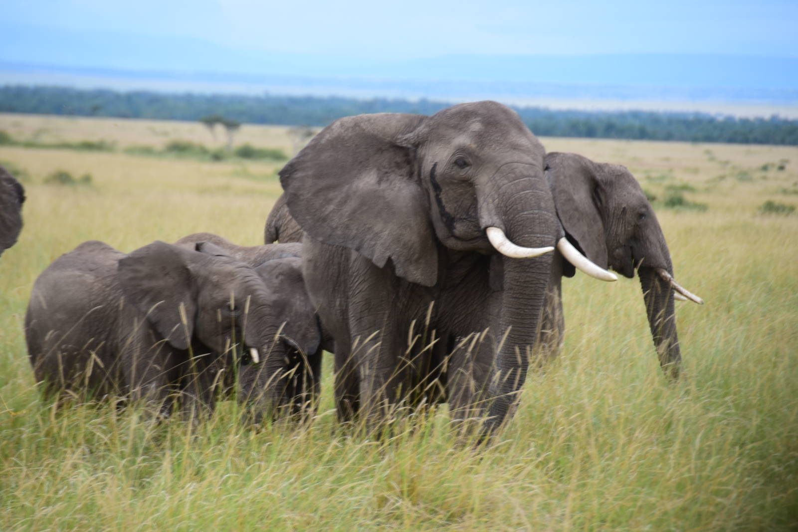 Elephants - Masai Mara