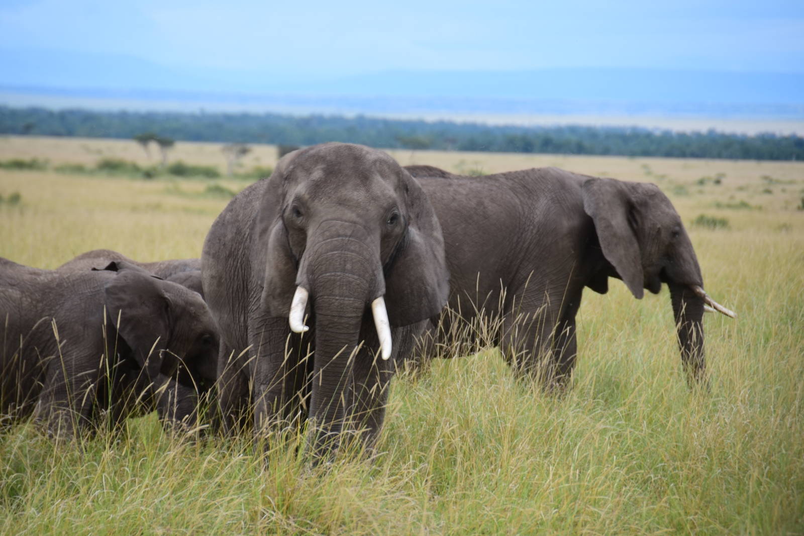 Elephants - Masai Mara