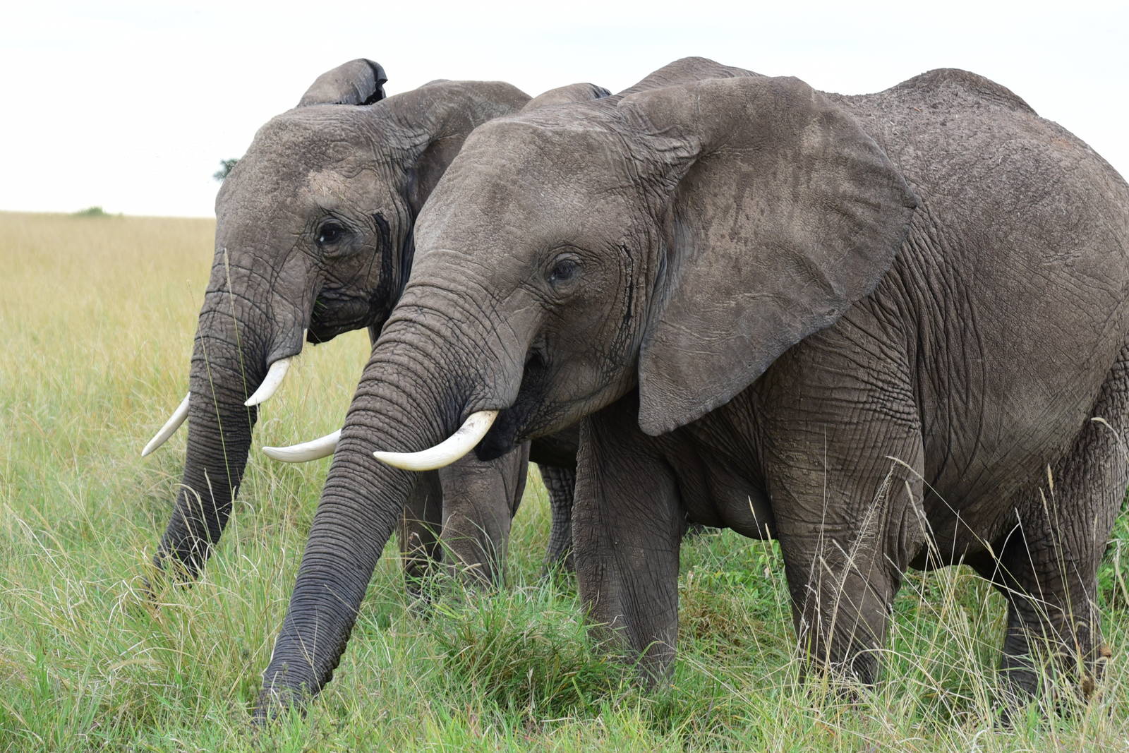 Elephants - Masai Mara