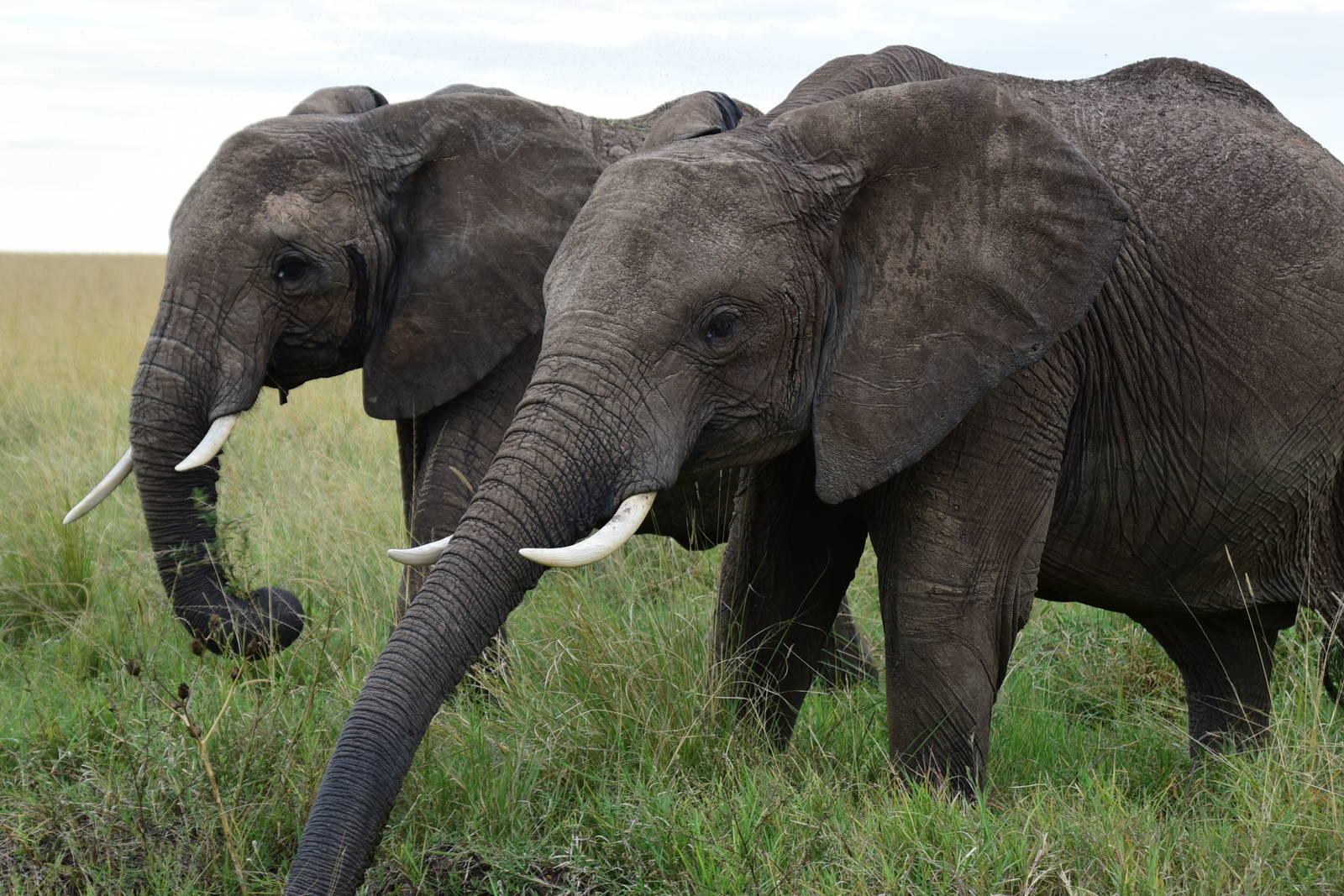 Elephants - Masai Mara