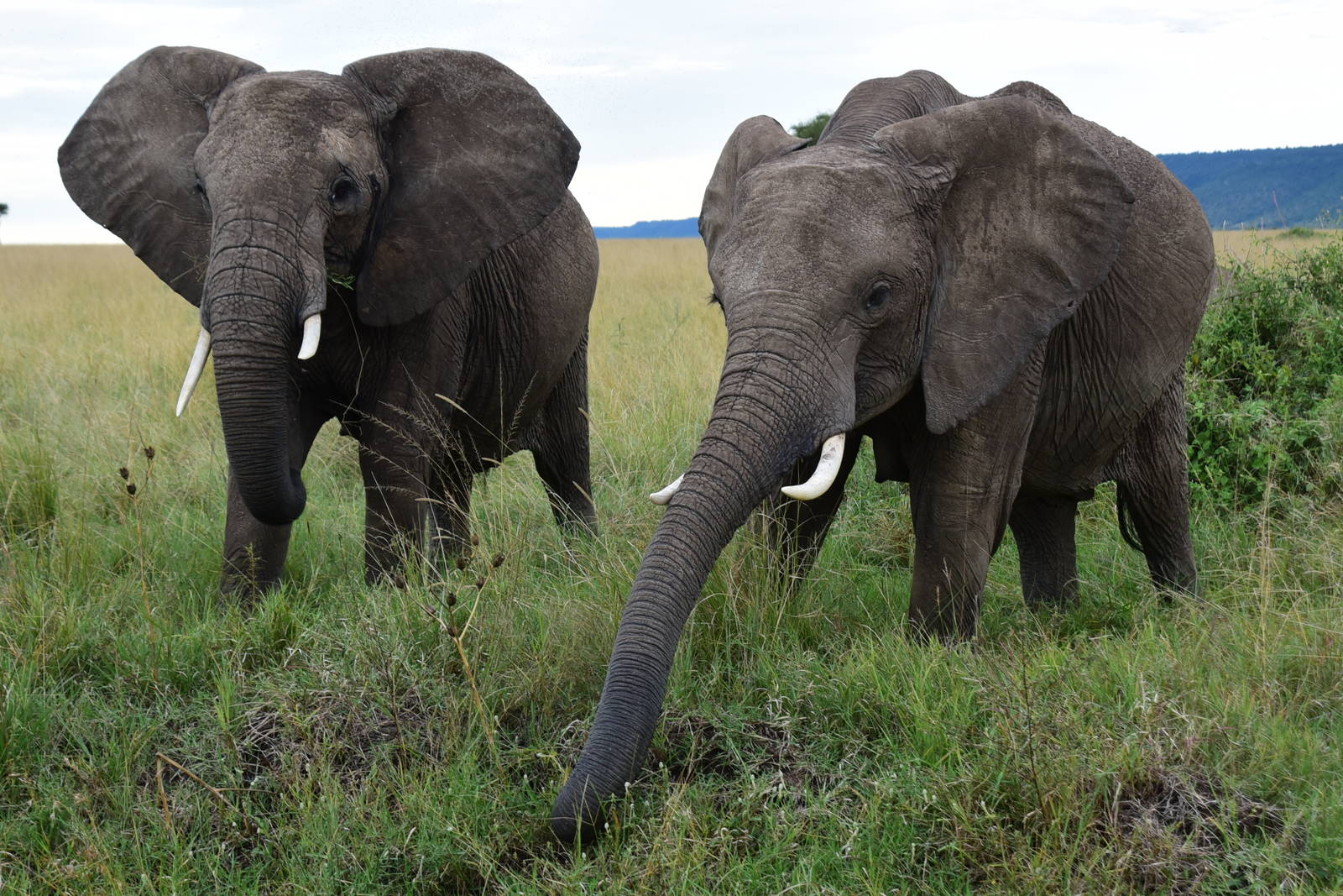 Elephants - Masai Mara