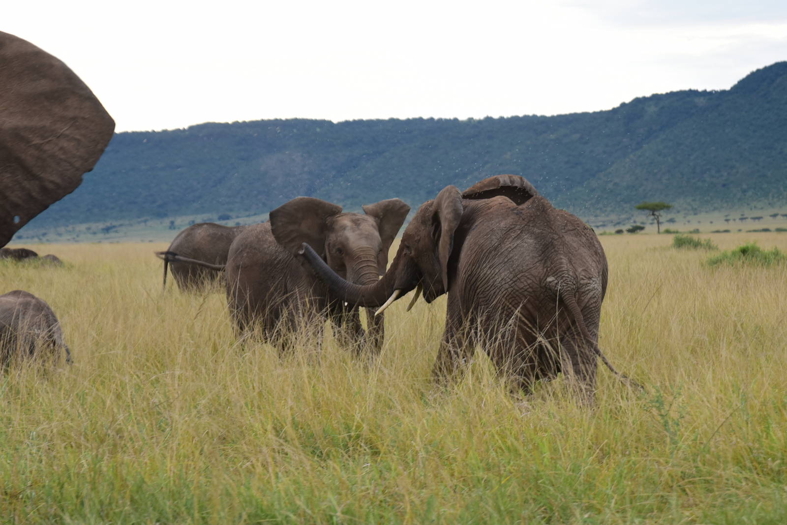 Elephants - Masai Mara