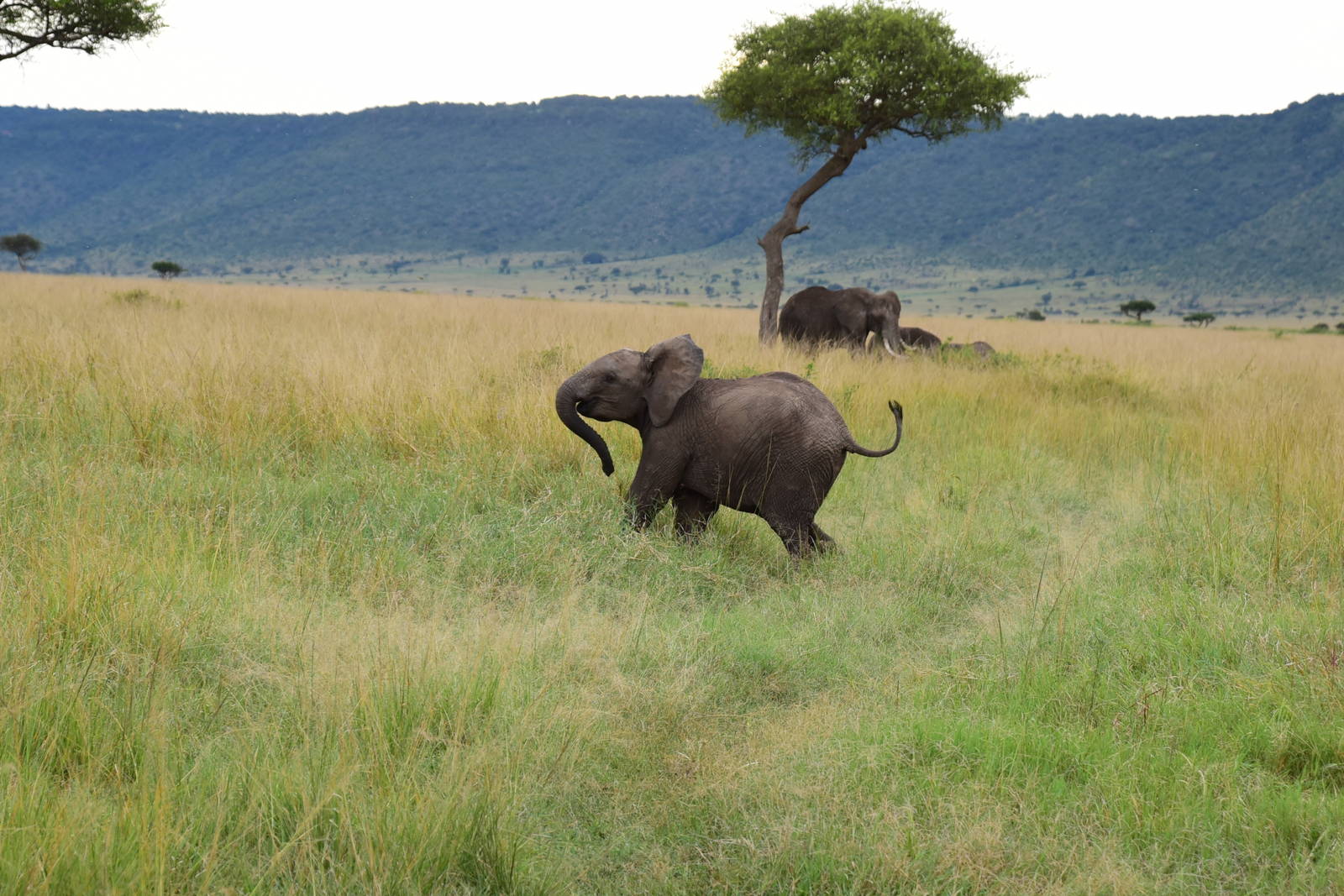 Elephants - Masai Mara