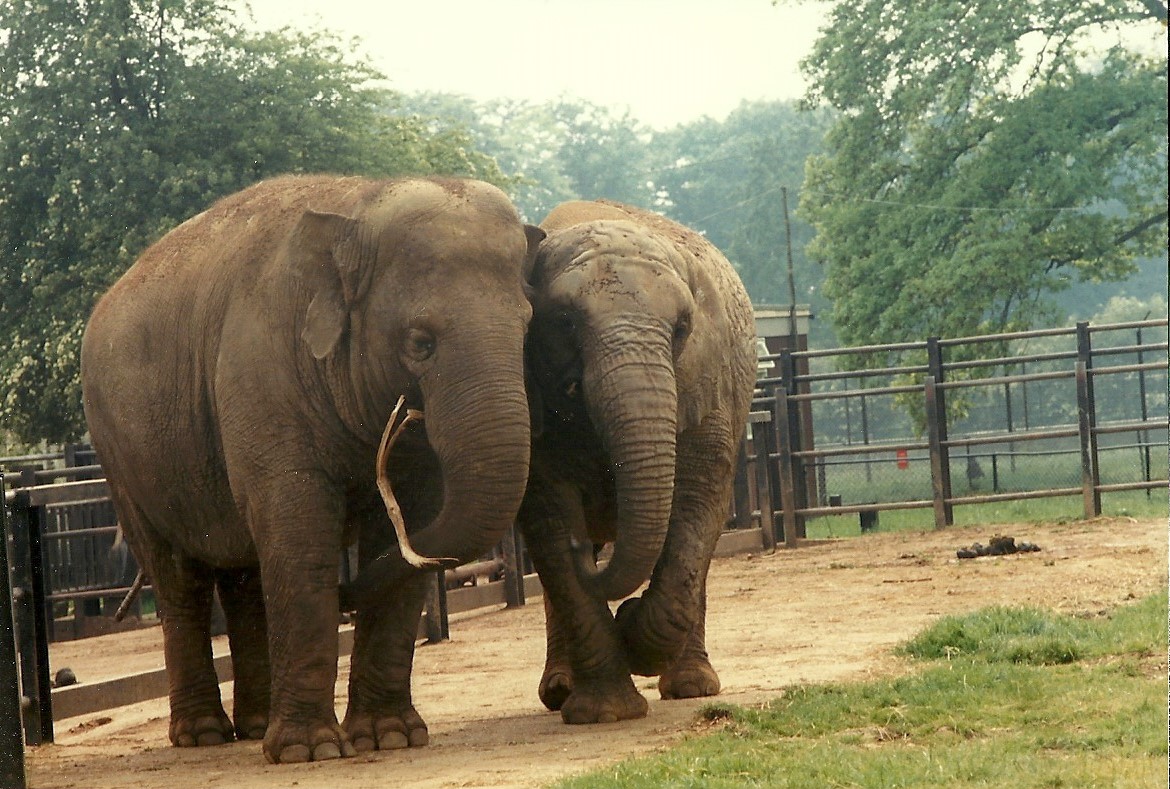 Elephants, May 1985