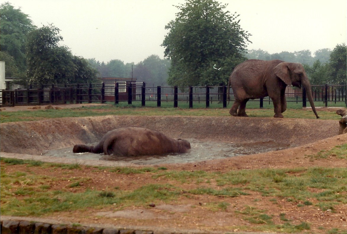 Elephants, May 1985