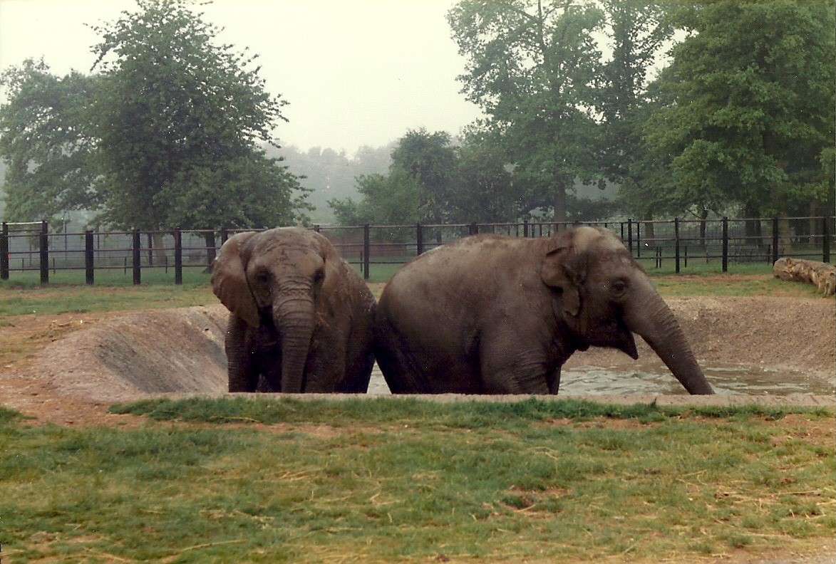 Elephants, May 1985
