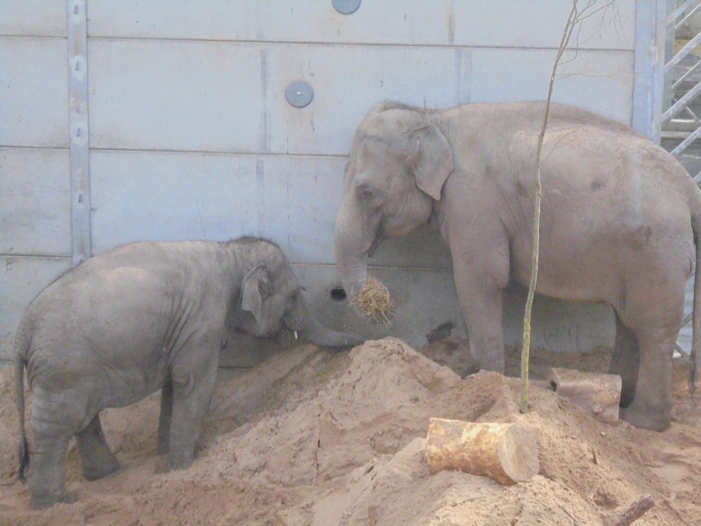 Elephants Noorjahan & calf Esha