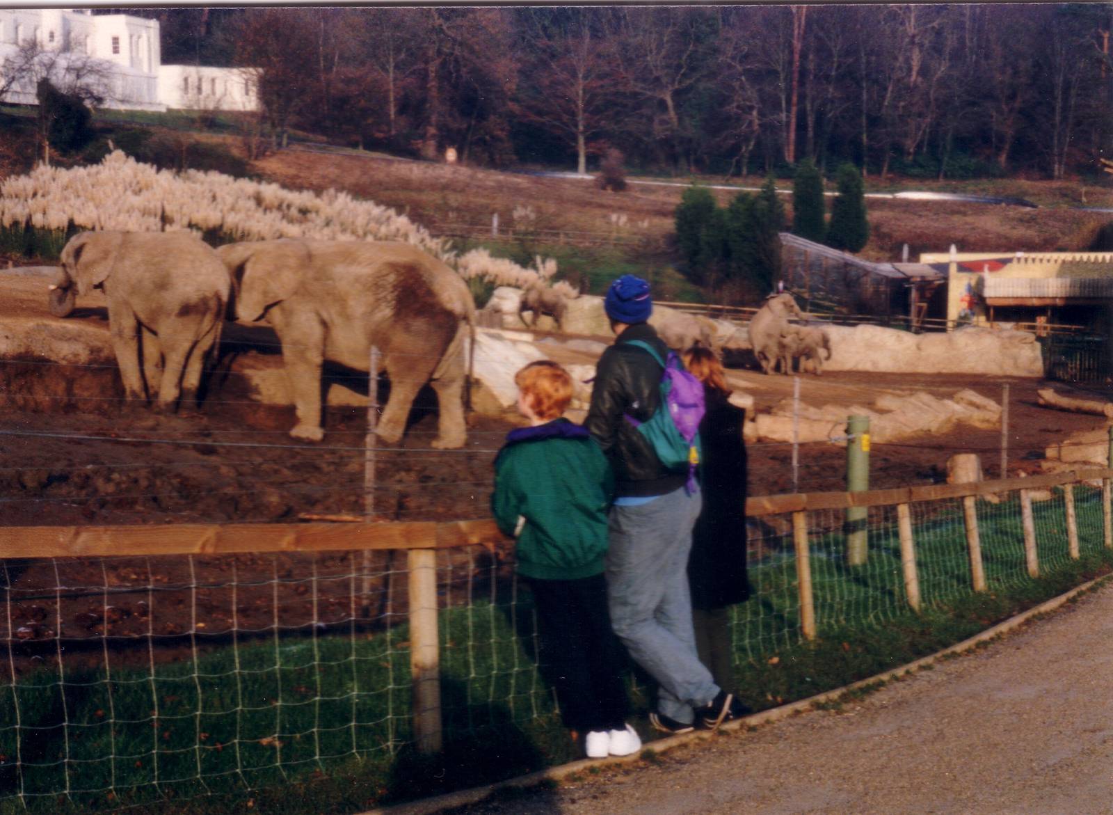 Elephants, November 1991