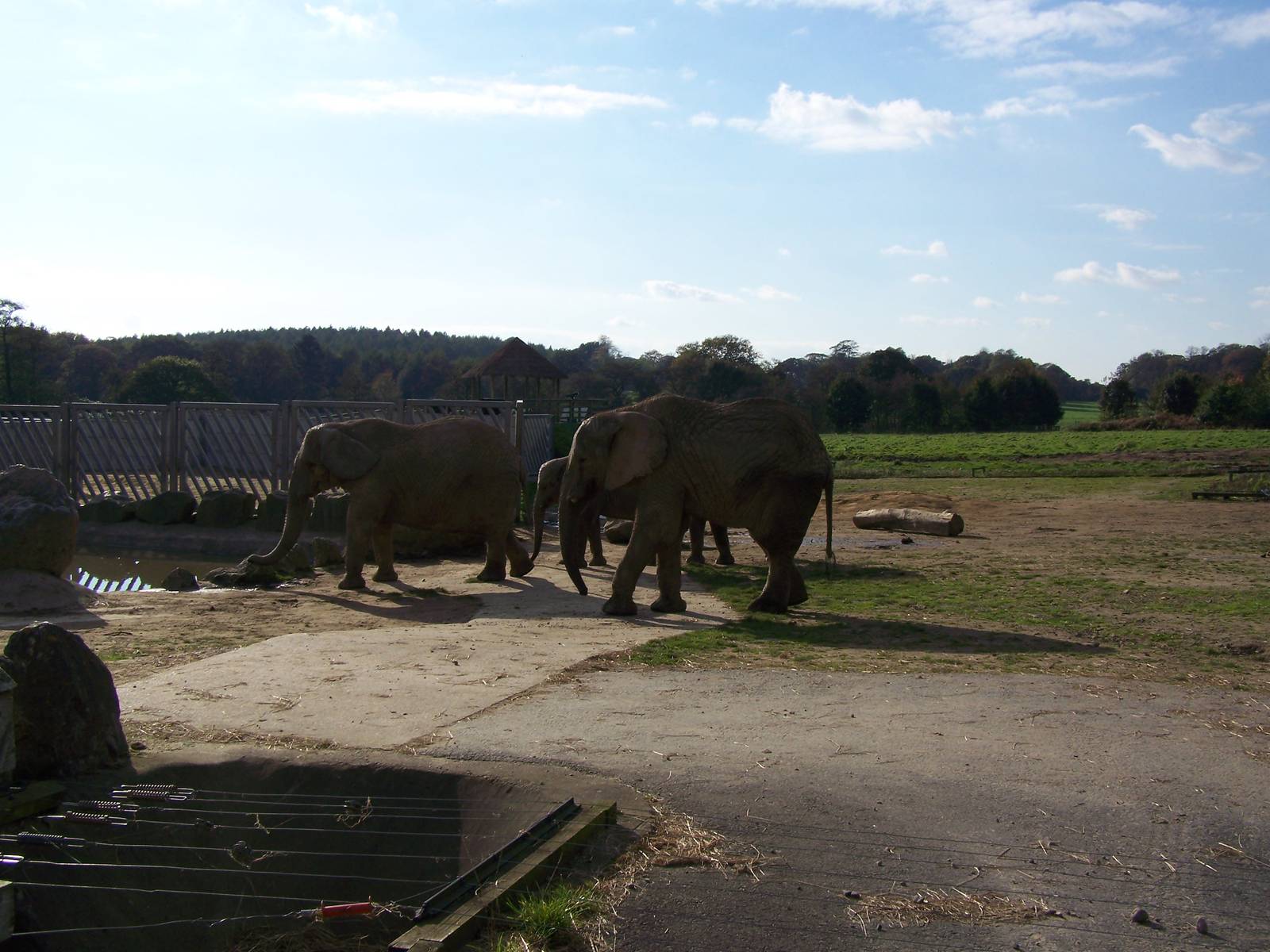 Elephants October 2007