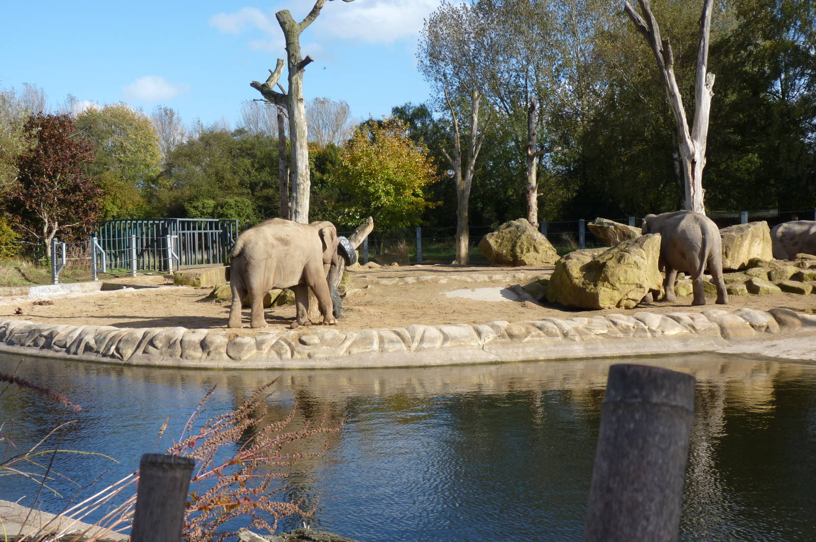 Elephants, October 2012