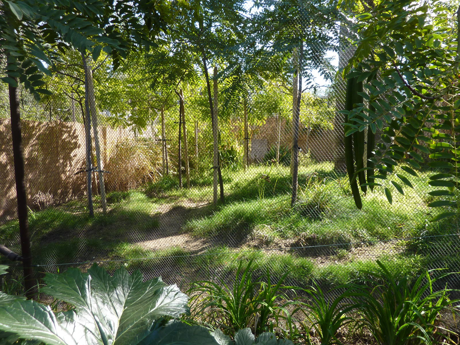 Elephants of Asia - Chinese Water Deer