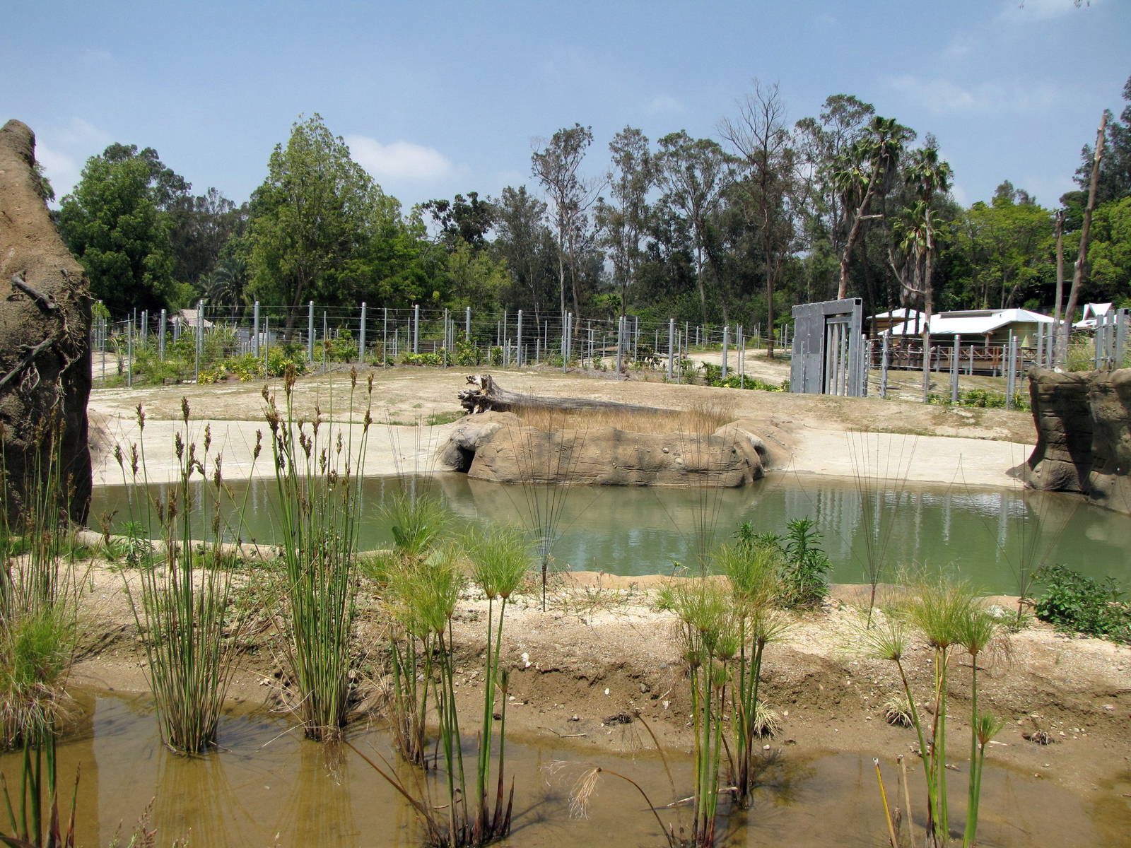 Elephants of Asia - Deep Water Pool