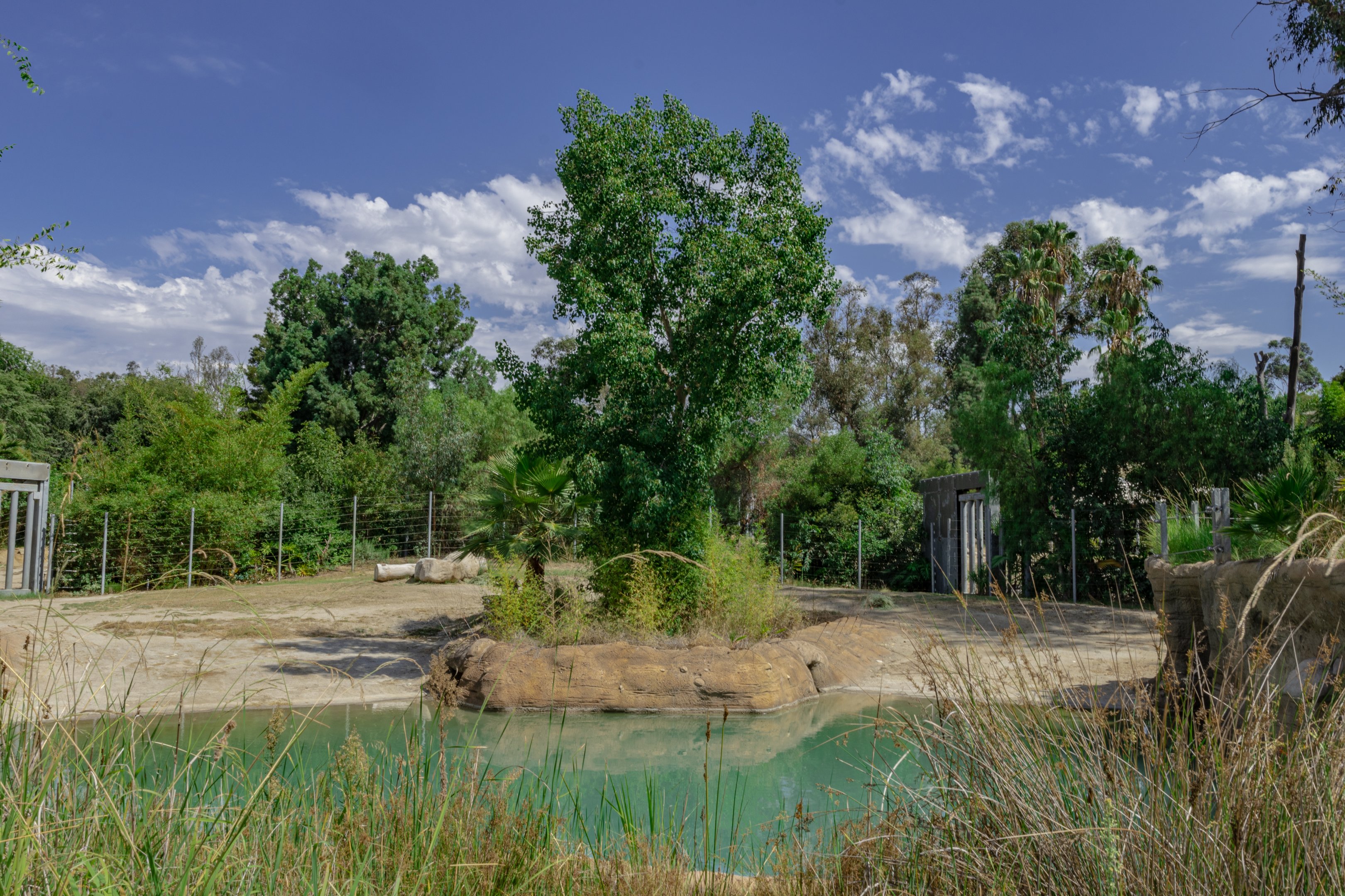 Elephants of Asia: Elephant Circle