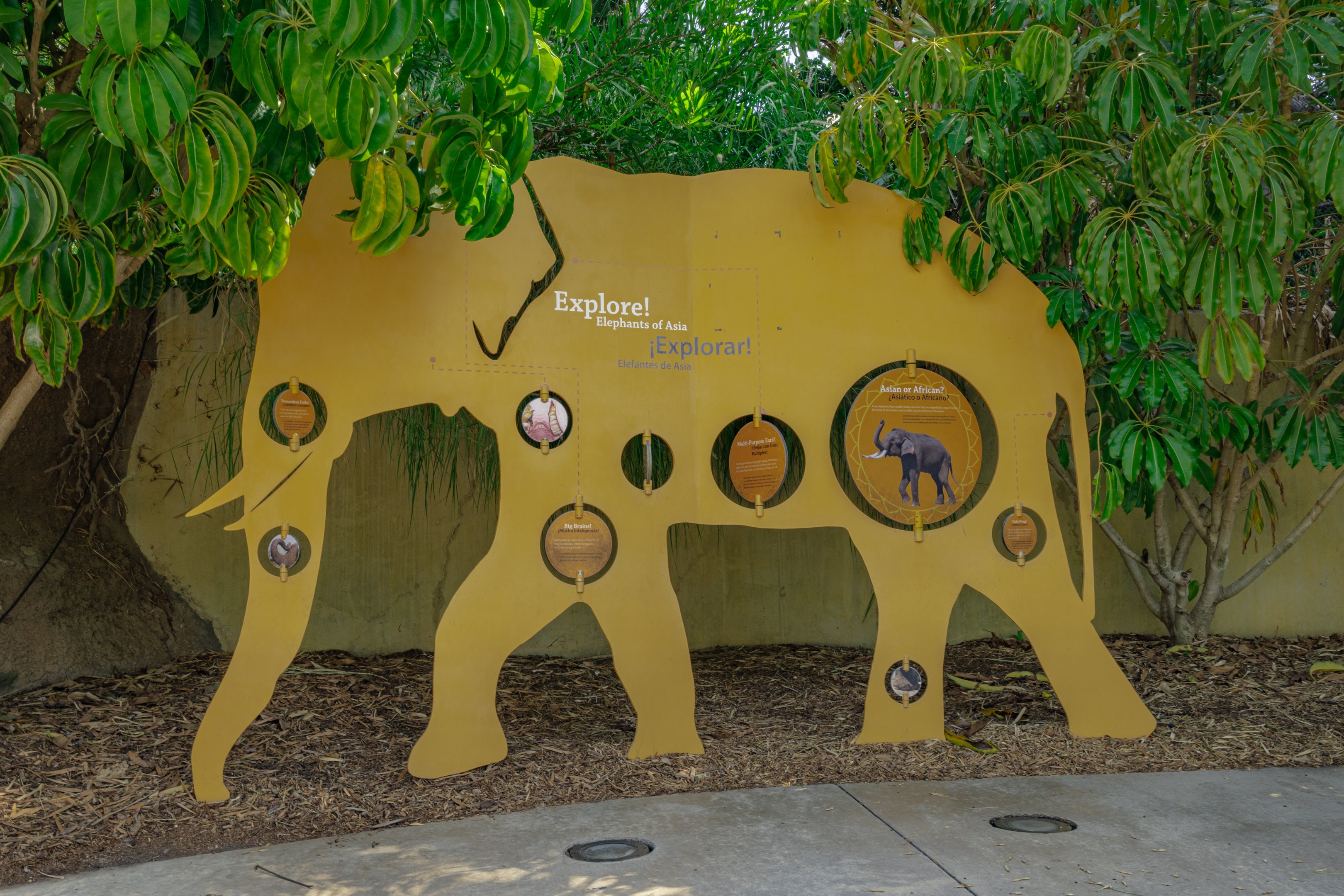 Elephants of Asia: Elephant Circle