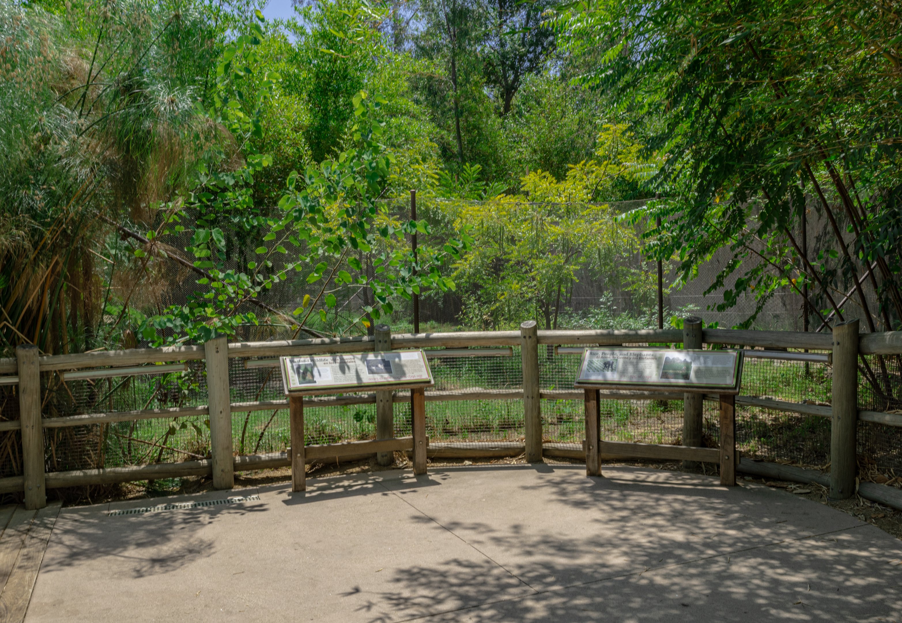 Elephants of Asia: Elephants of China view