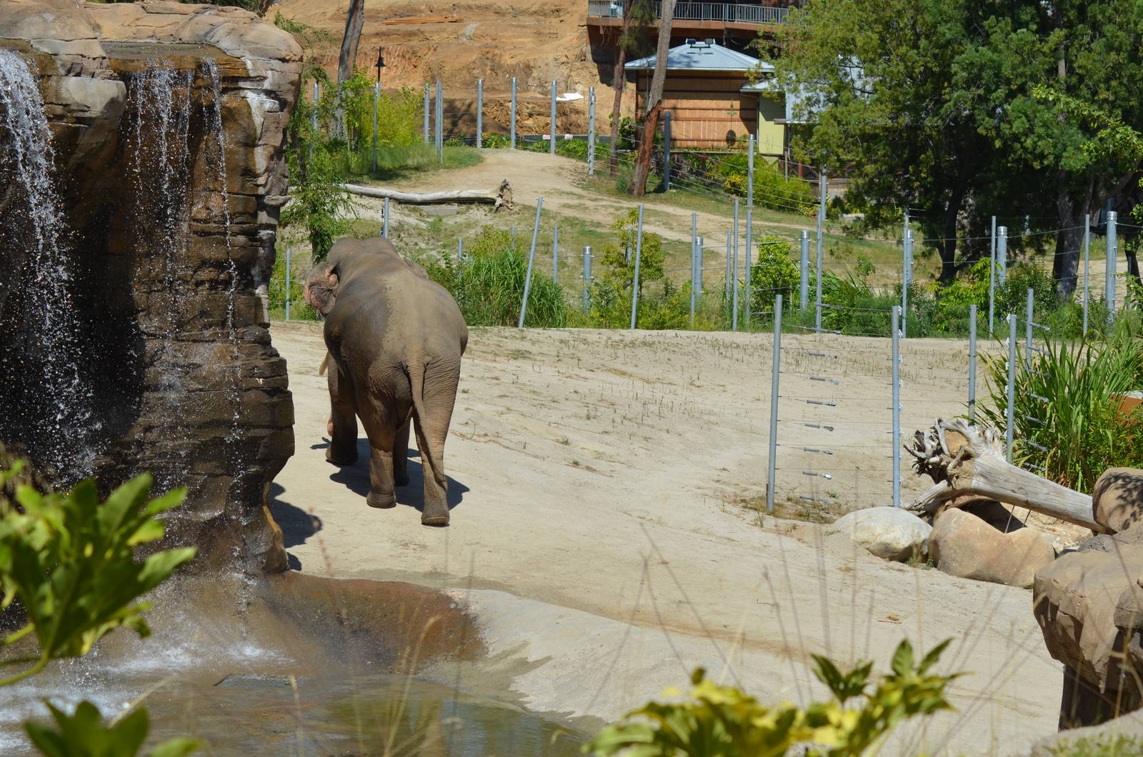 Elephants of Asia - Elephants of India